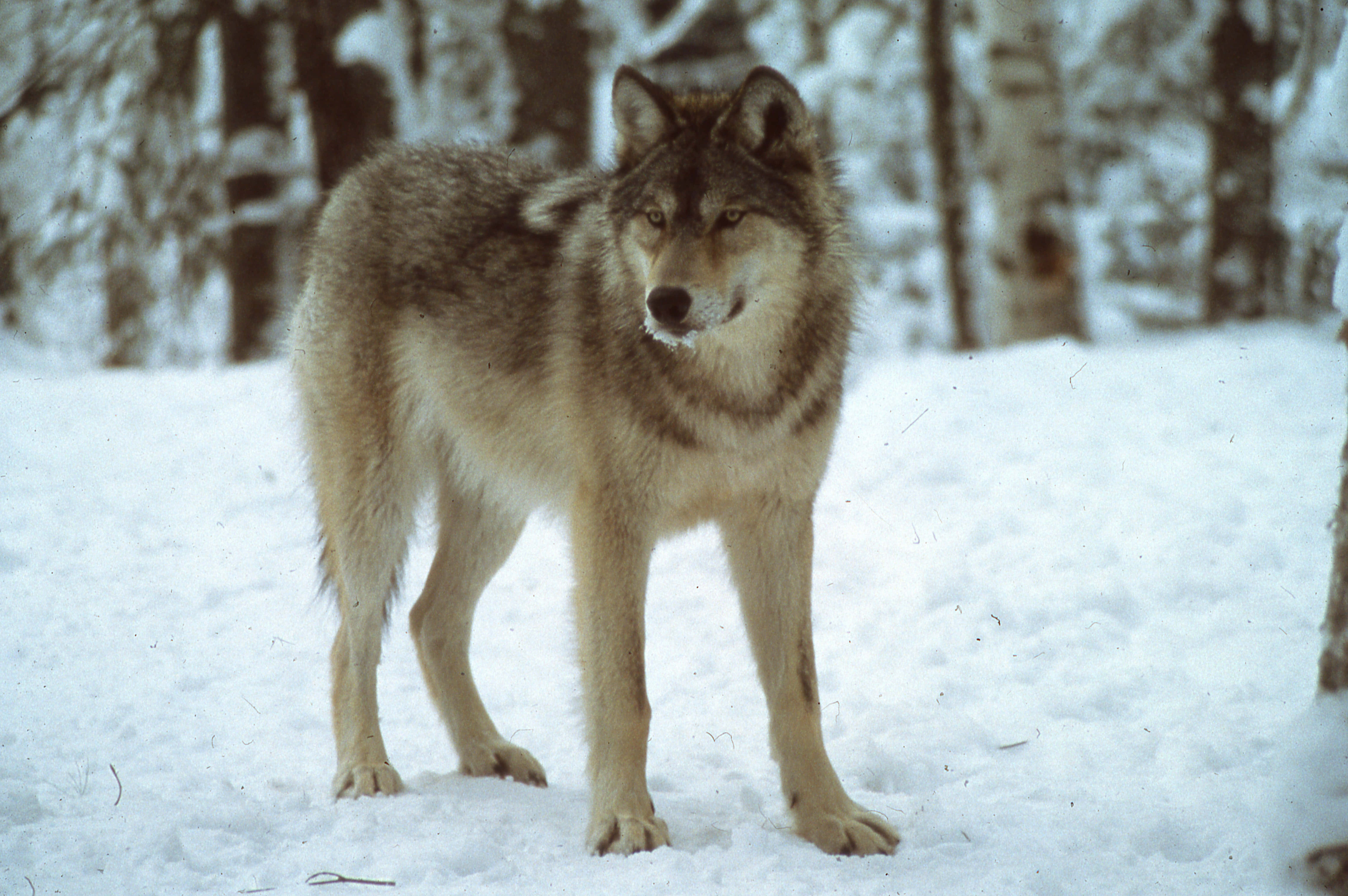wolf in snow, snowy forest, frost-dusted fur, 5K Desktop Wallpaper