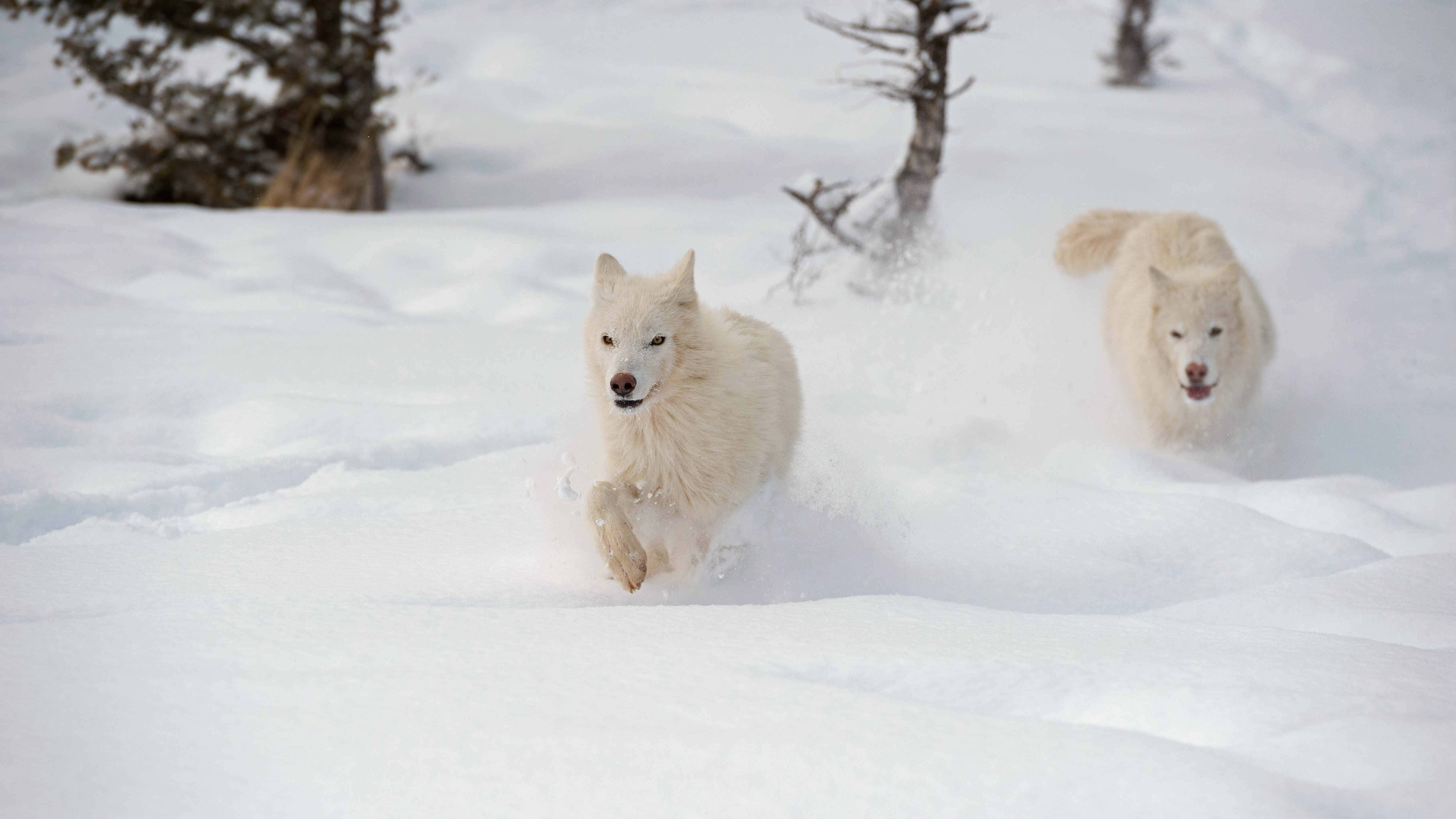 wolf in snow, white wolves, deep snow, 4K Desktop Wallpaper