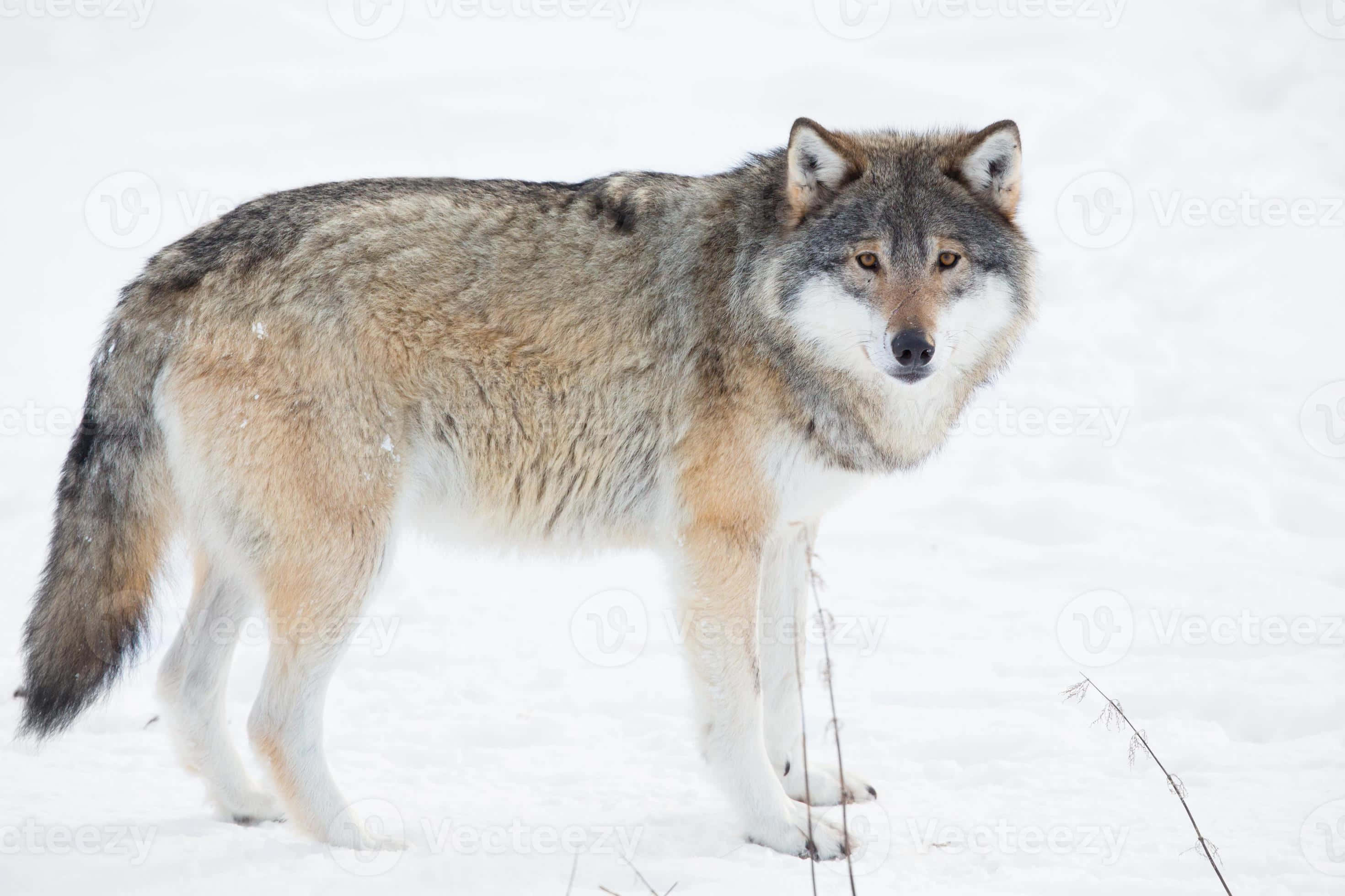 wolf in snow, gray wolf, deep snow, 2K Desktop Wallpaper