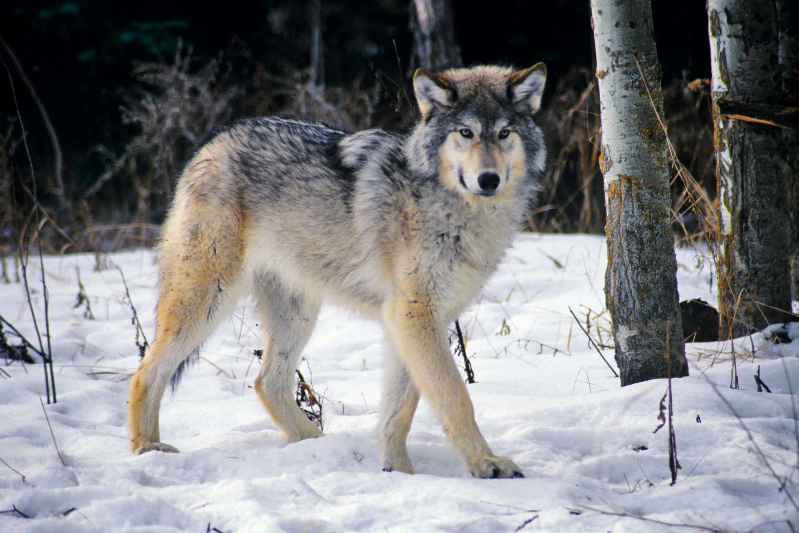wolf in snow, gray wolf, deep snow, 2K Desktop Wallpaper