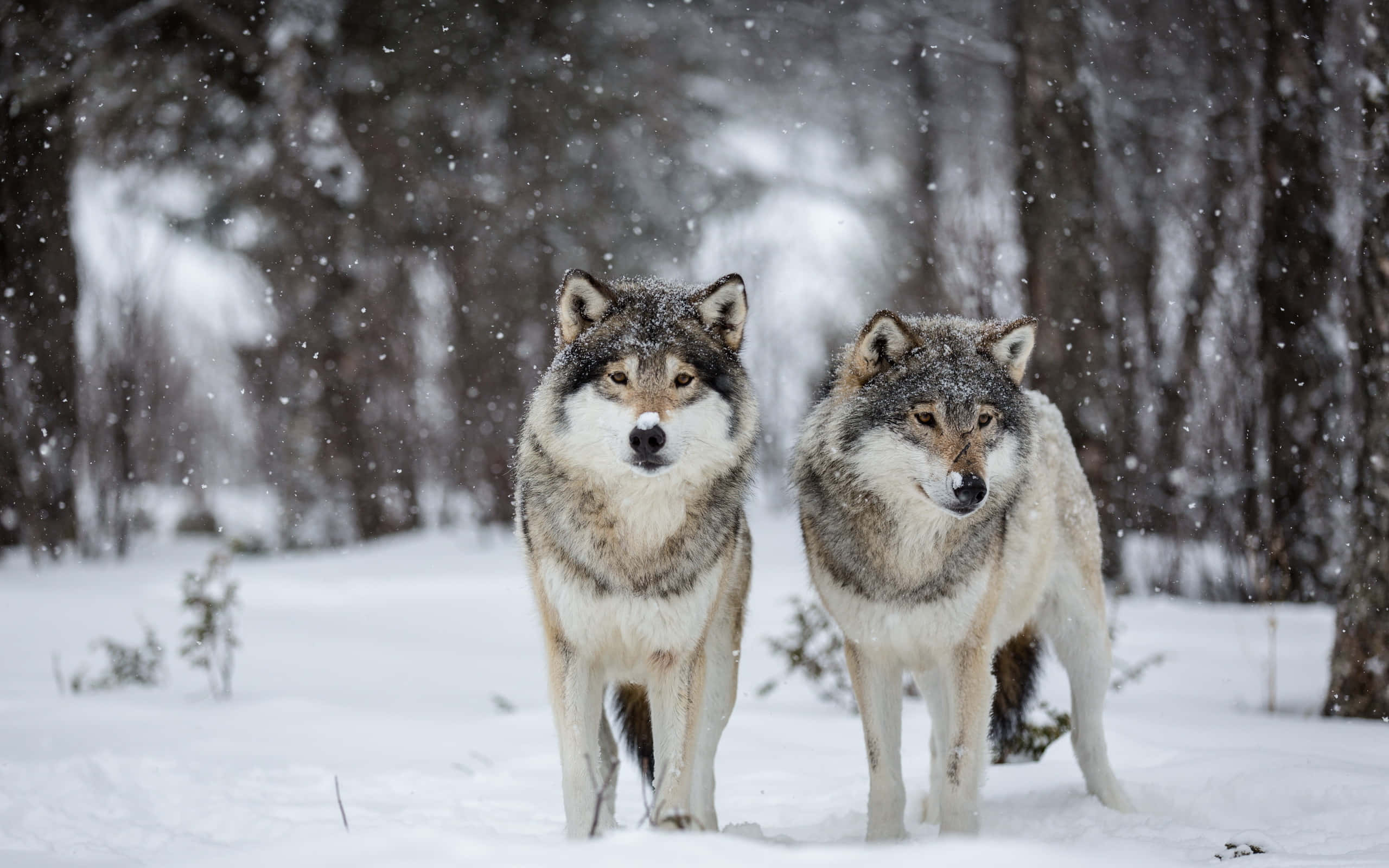 Wolf In Snow, snowy forest, snowflakes, 2K Desktop Wallpaper