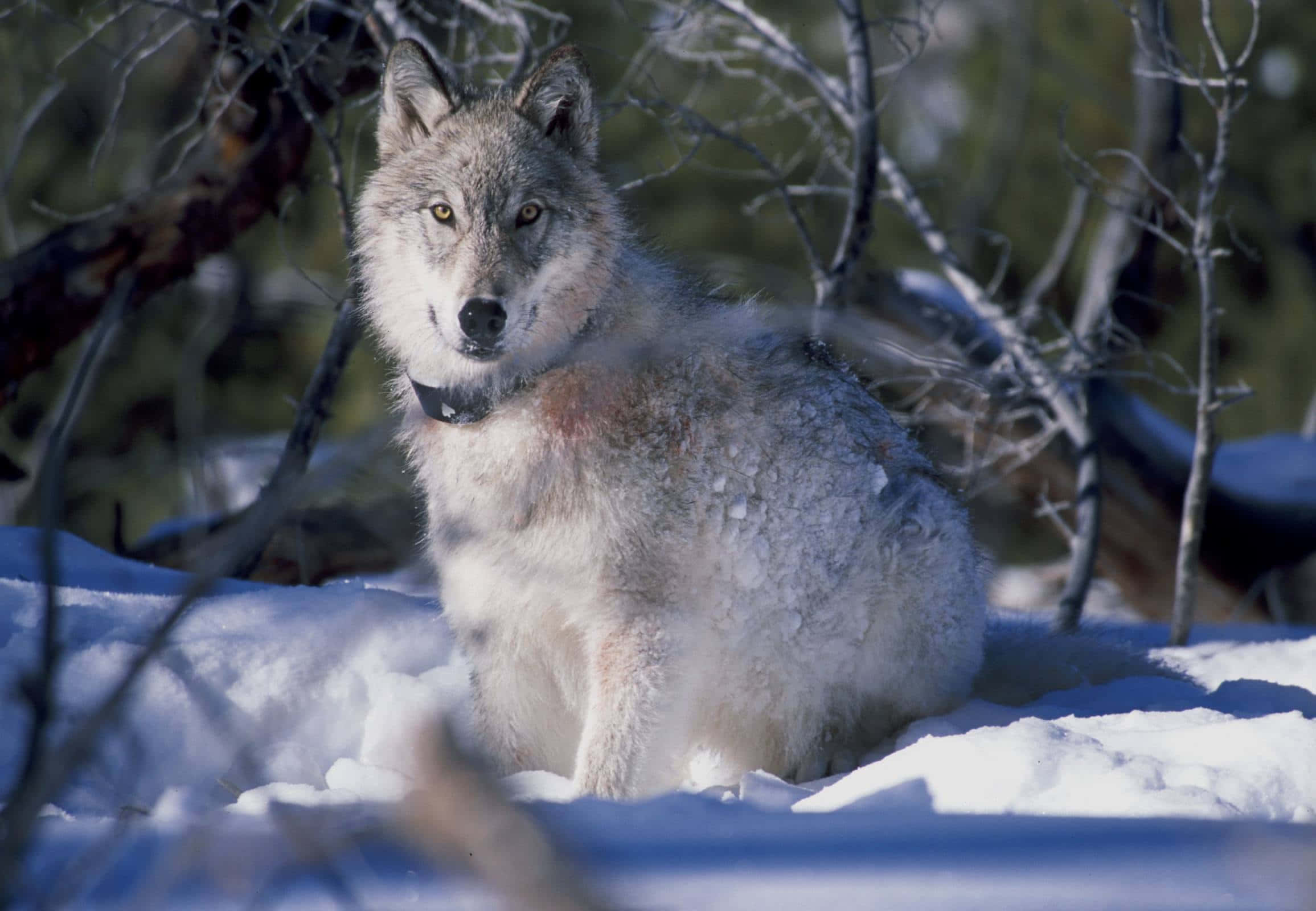 wolf in snow, gray wolf, piercing yellow eyes, Full HD Desktop Wallpaper
