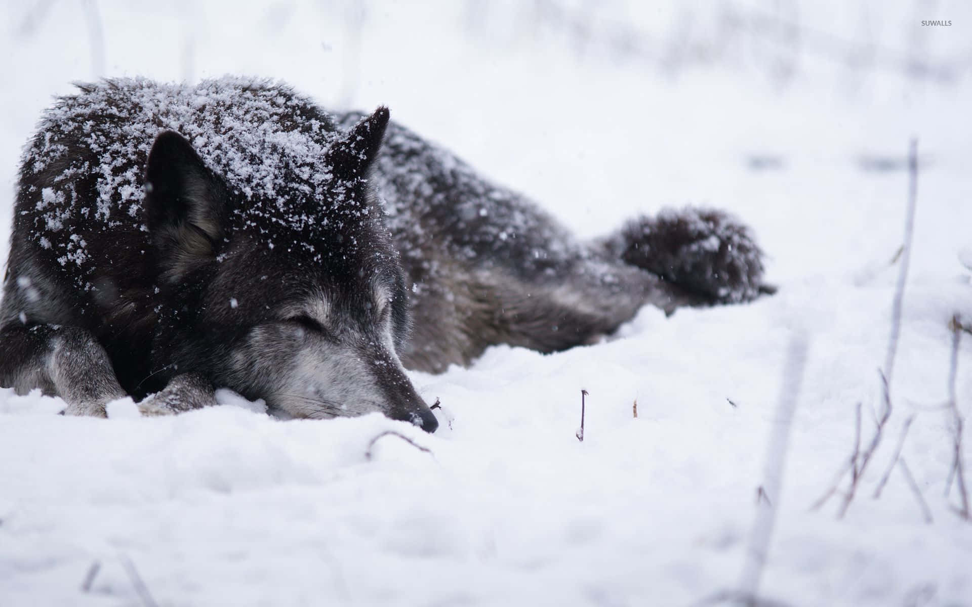 wolf in snow, gray wolf, snowy wilderness, Full HD Desktop Wallpaper