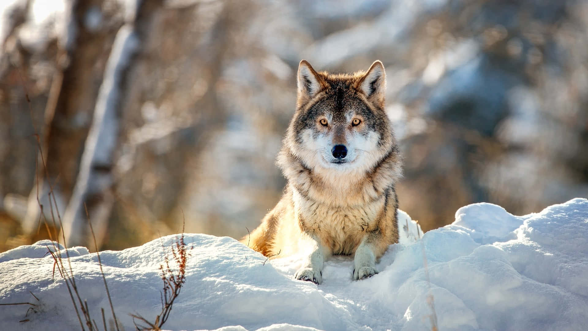 wolf in snow, golden eyes, snowy mound, Full HD Desktop Wallpaper