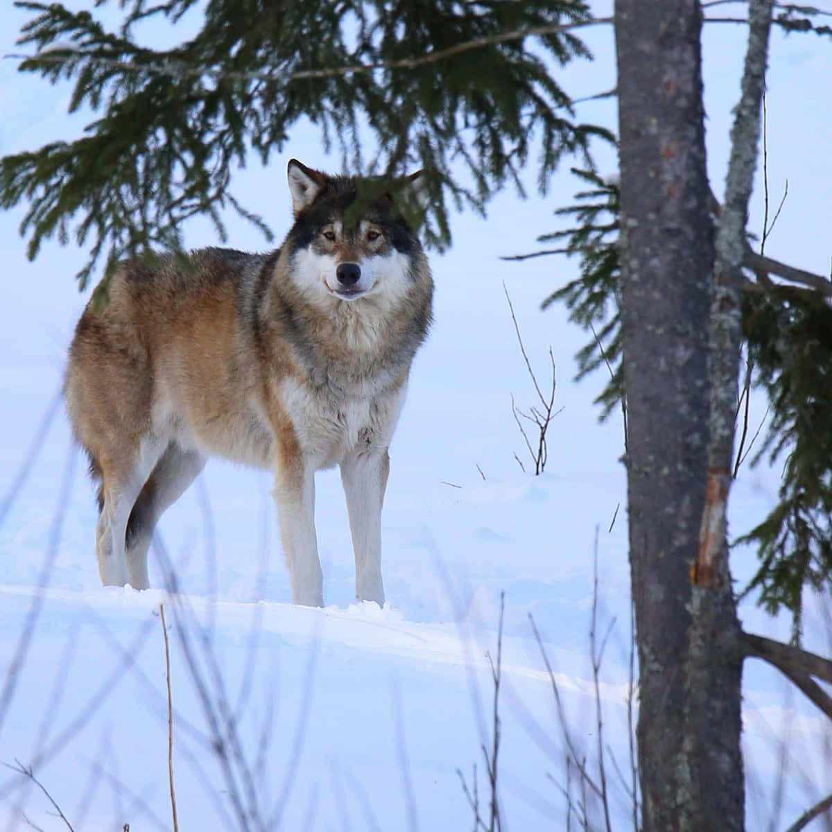 Wolf In Snow, snowy landscape, evergreen trees, SD Desktop Wallpaper