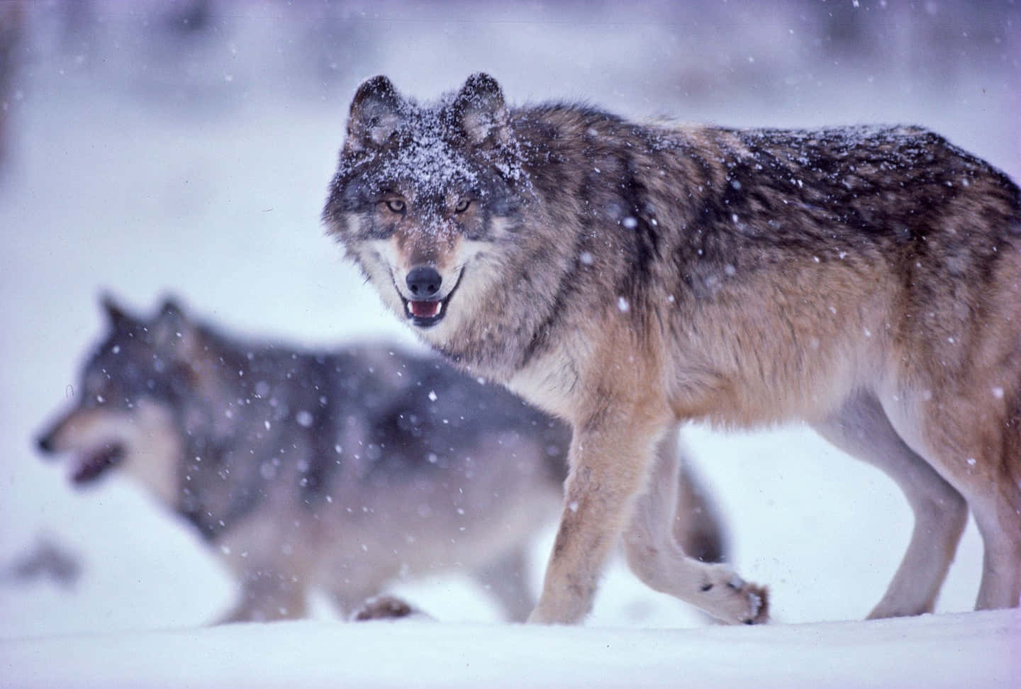 Wolf In Snow, snowy forest, snowflakes, HD Desktop Wallpaper