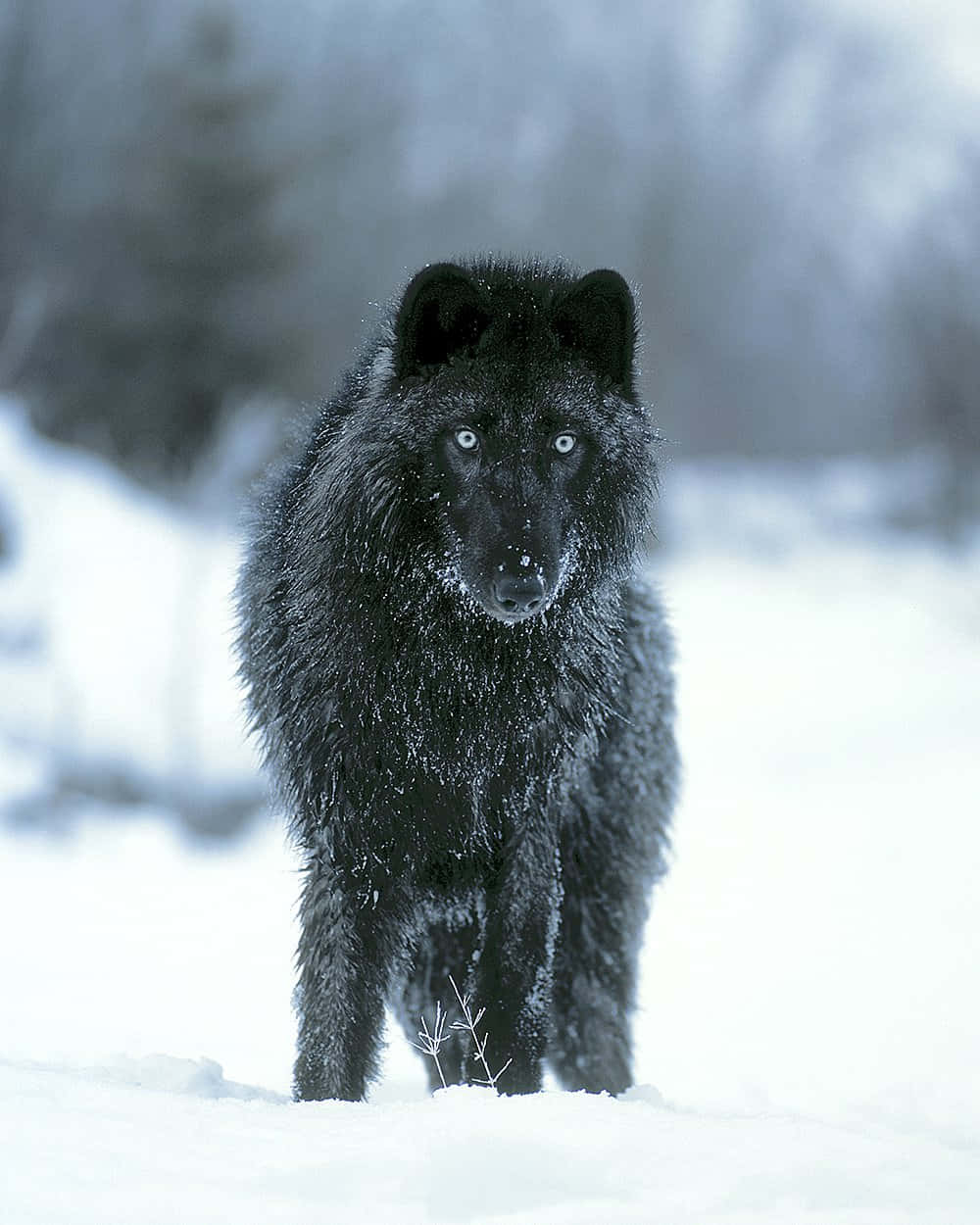 wolf in snow, black wolf, piercing blue eyes, SD Phone Wallpaper