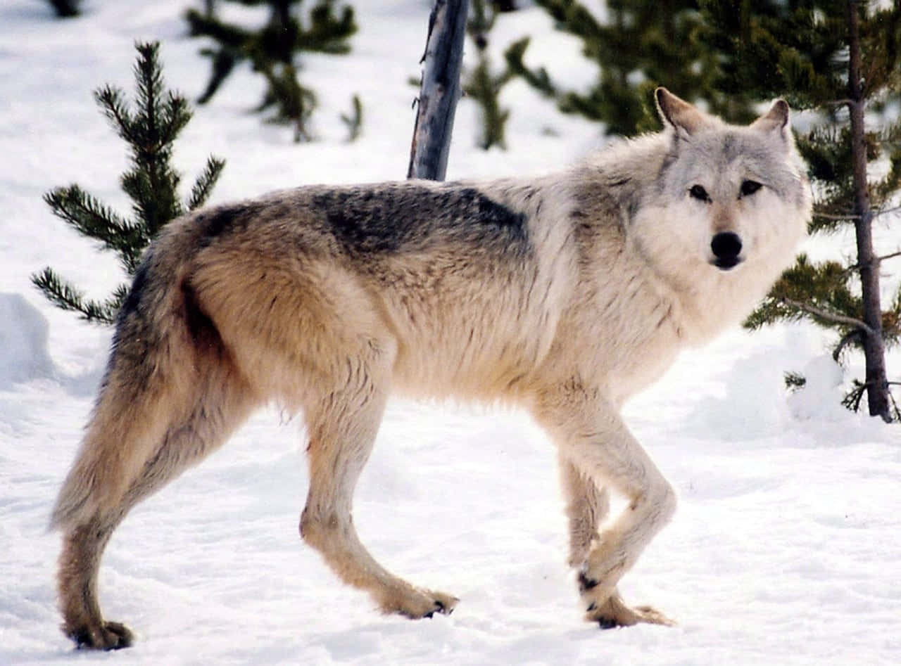 Wolf In Snow, gray wolf, deep snow, HD Desktop Wallpaper