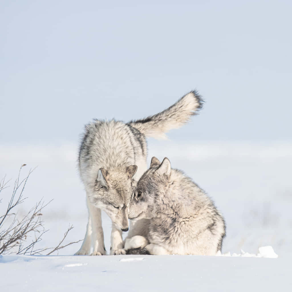 Wolf In Snow, snowy field, pale winter sky, SD Desktop Wallpaper