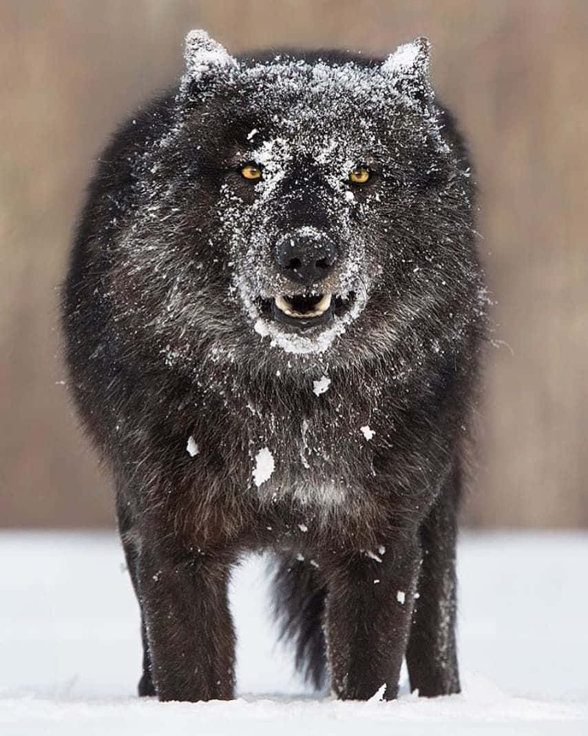 wolf in snow, black wolf, snowflakes on its fur, SD Phone Wallpaper