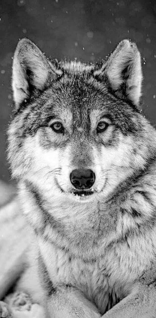wolf in snow, black and white portrait, intense eyes, HD Phone Wallpaper