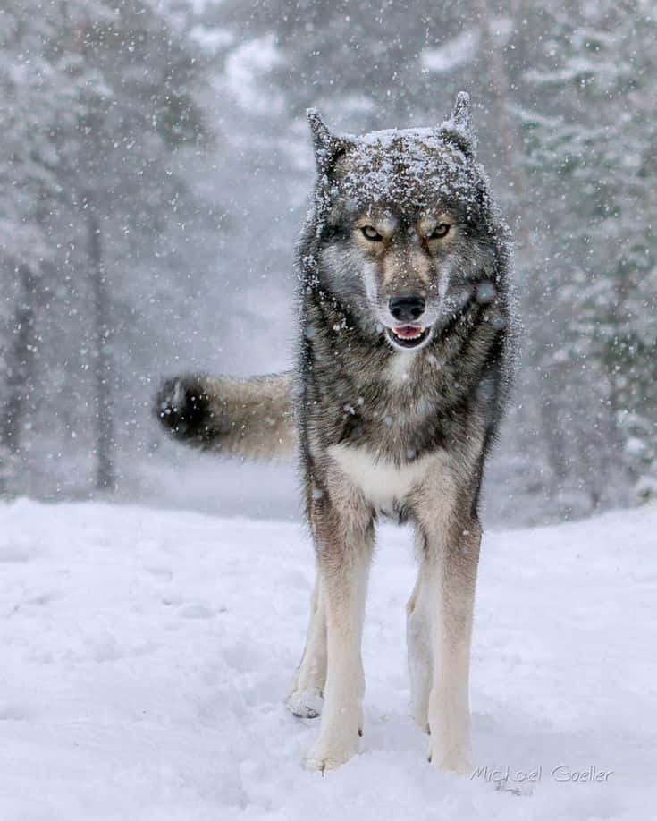 wolf in snow, gray wolf, snowy forest, SD Phone Wallpaper