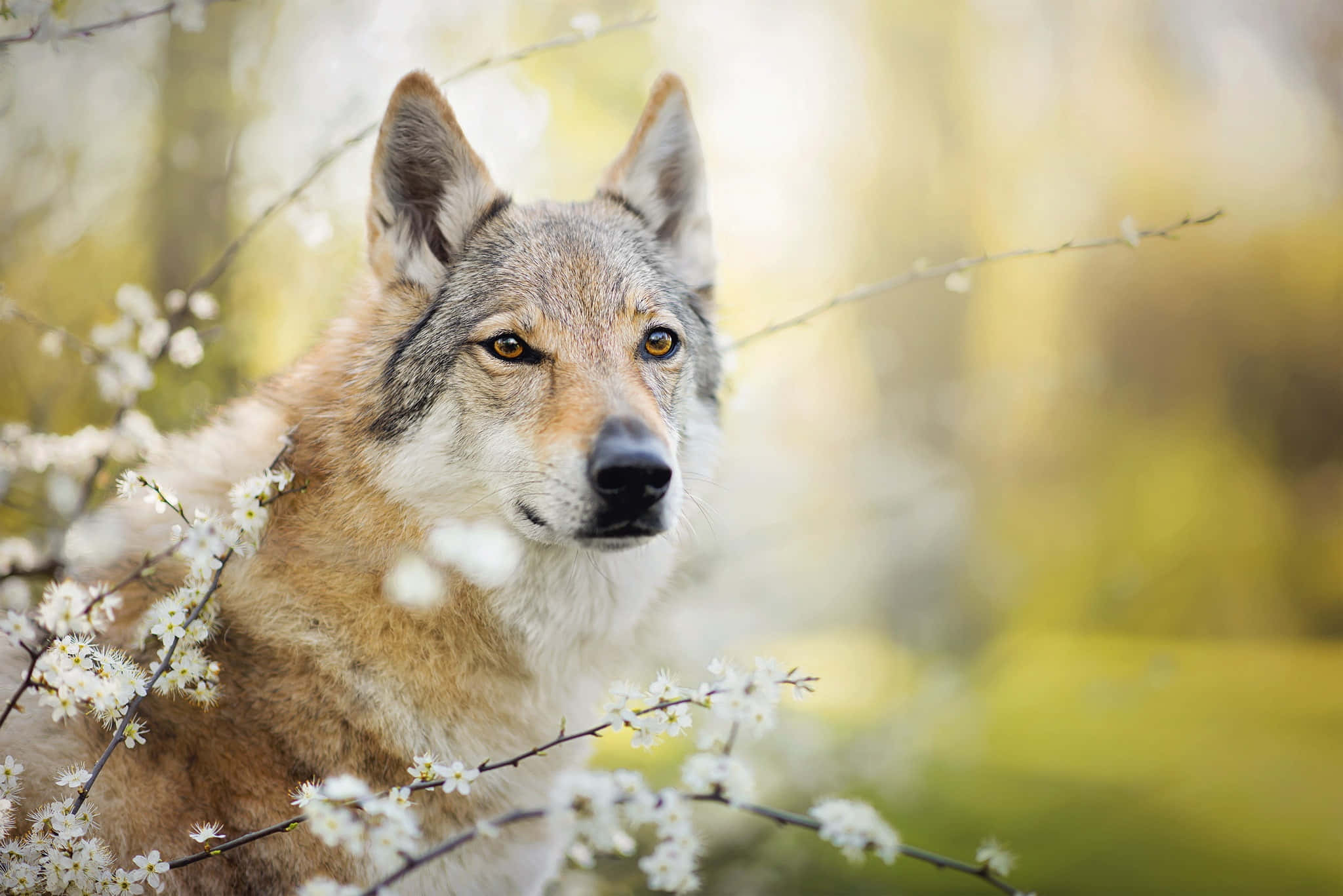 wolf in spring 2048, amber eyes, white blossoms, Full HD Desktop Wallpaper