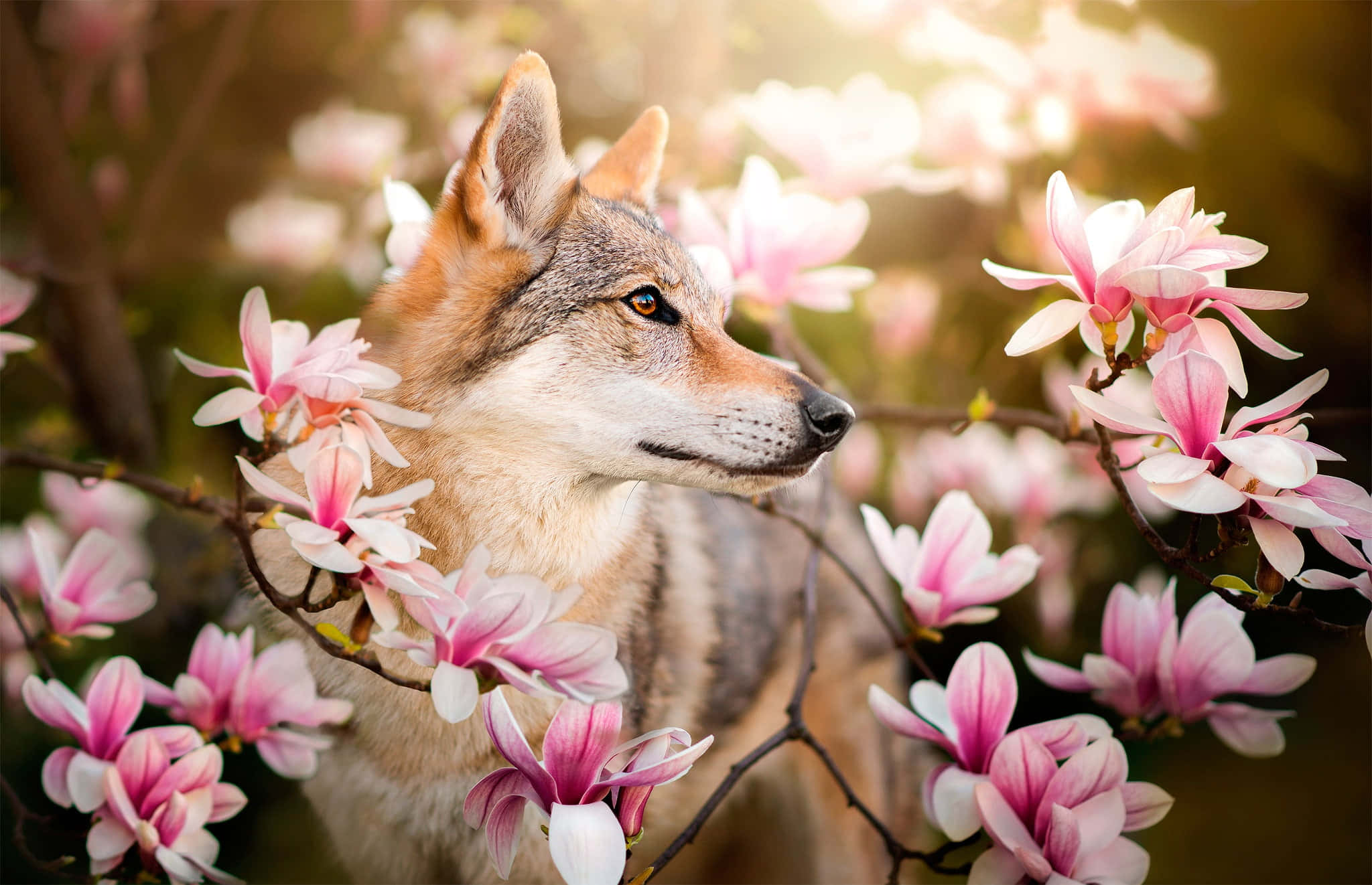 Wolf In Spring, magnolia blossoms, golden sunlight, Full HD Desktop Wallpaper