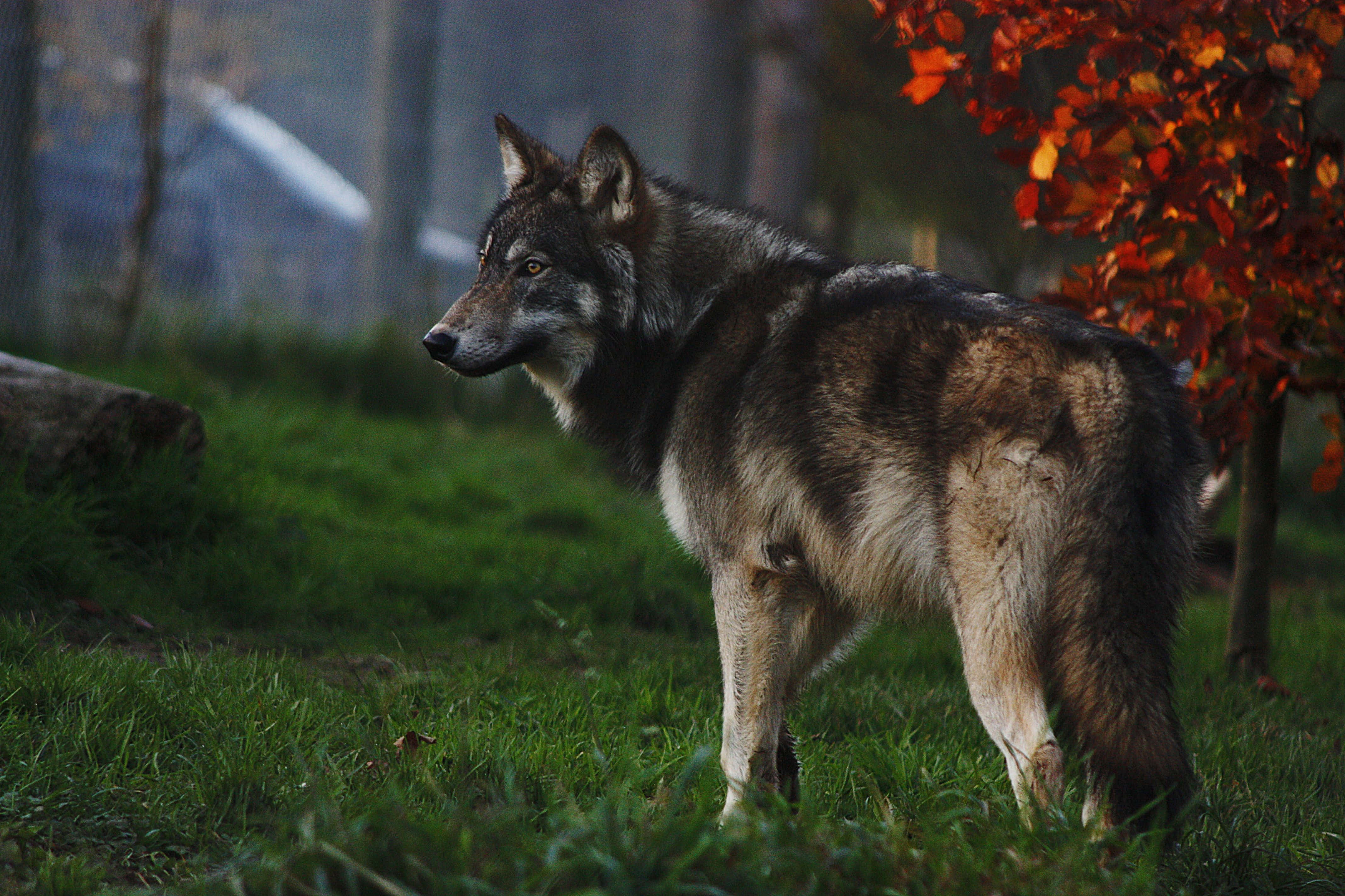 Wolf In Summer, grassy field, tree, 4K Desktop Wallpaper