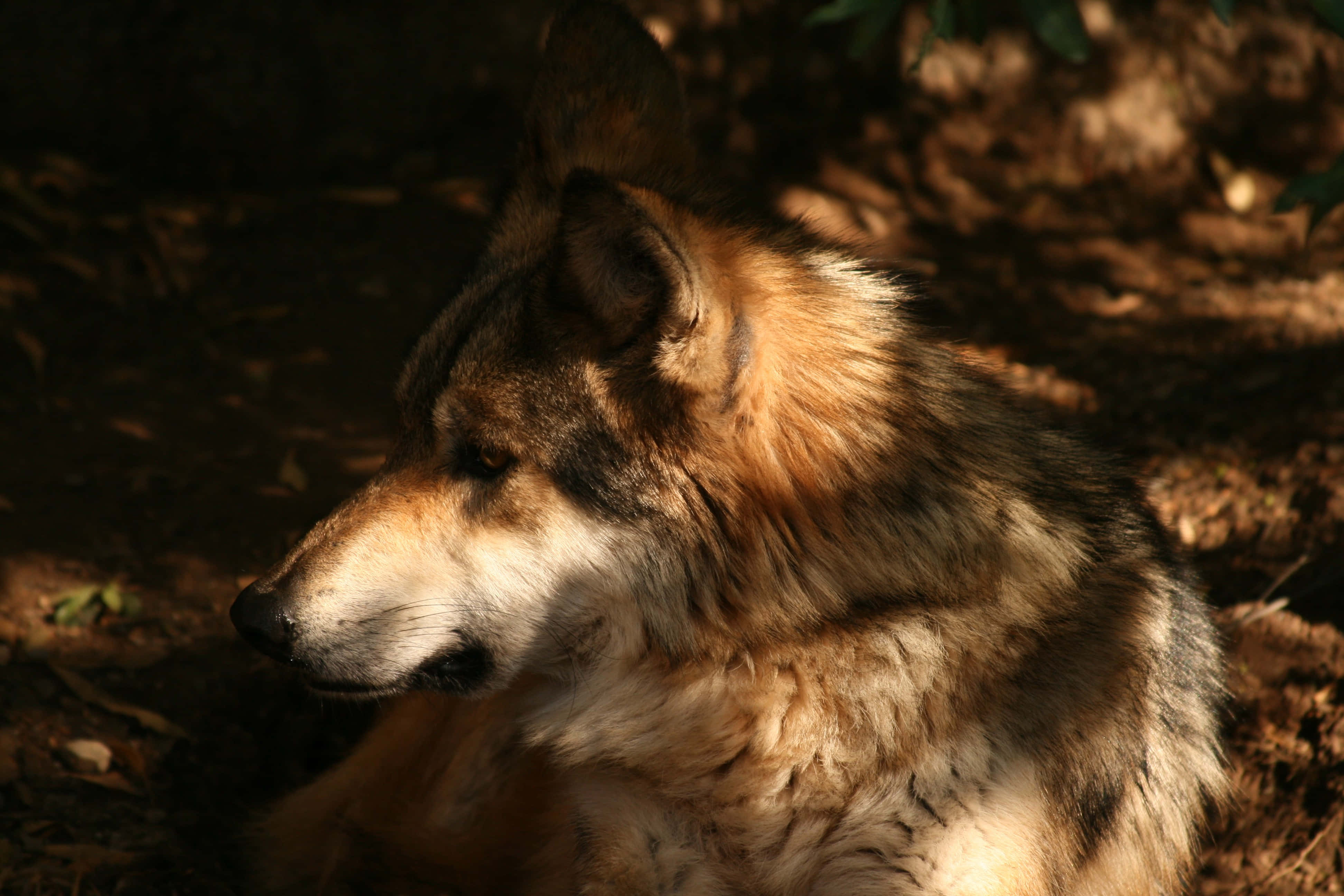 Wolf In Summer, summer forest, dappled sunlight, 4K Desktop Wallpaper