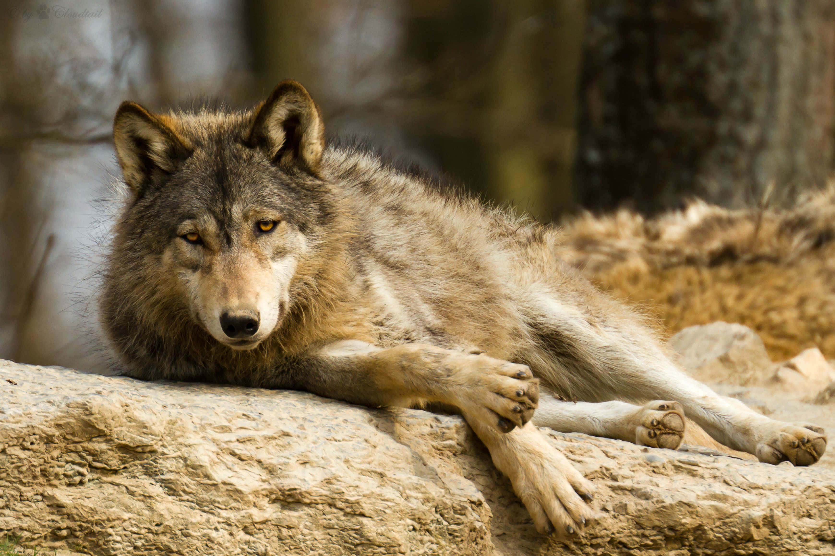 Wolf In Summer, gray wolf, sunlit rock, 2K Desktop Wallpaper