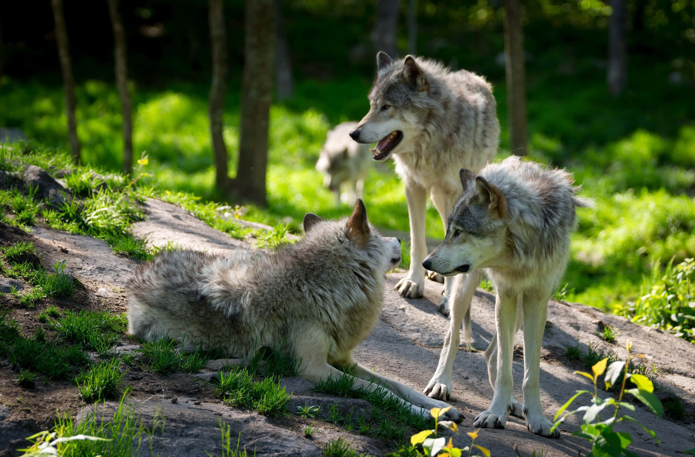 Wolf In Summer, 2700 x 1775, gray wolves, 2K Desktop Wallpaper