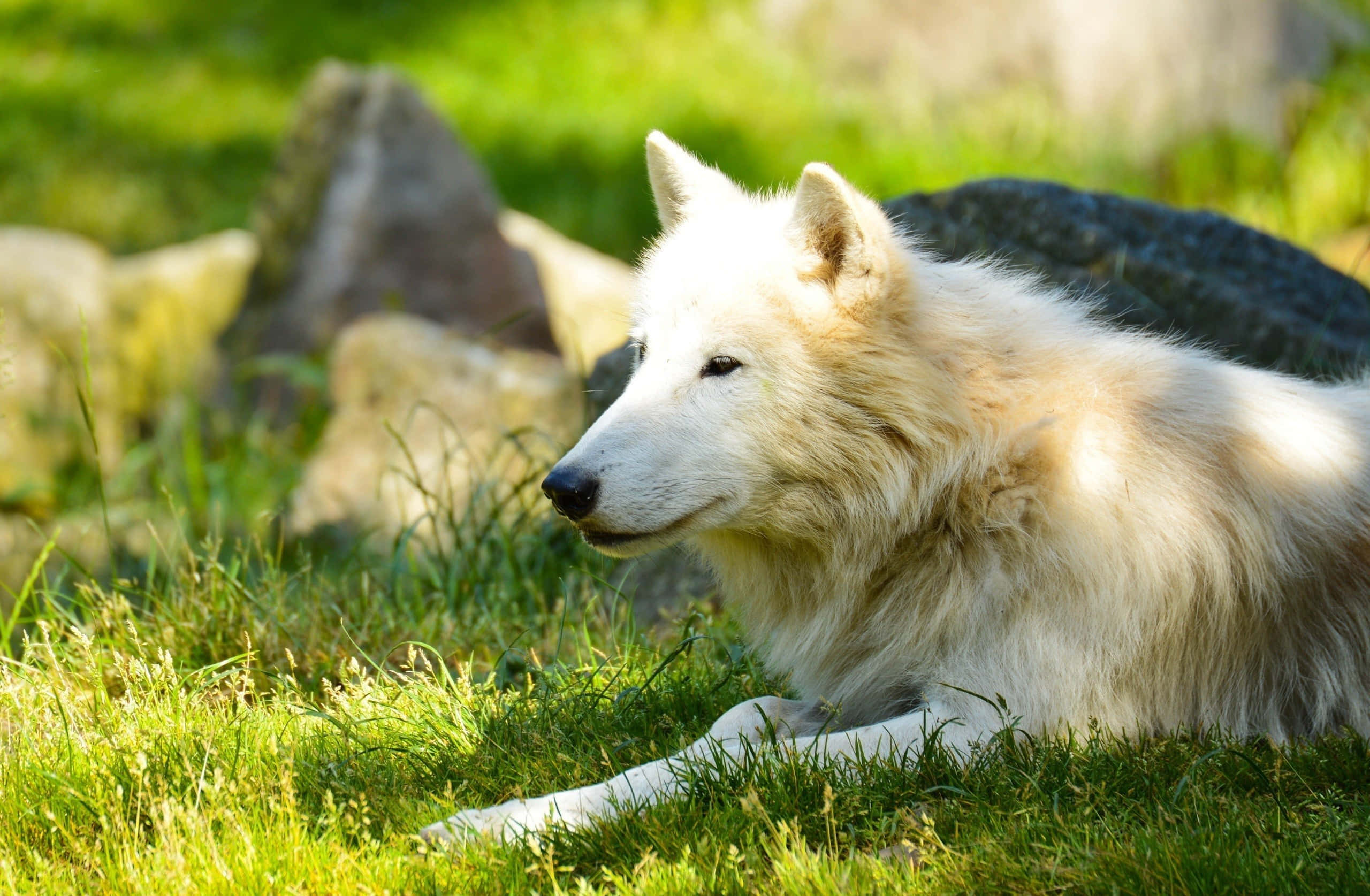 Wolf In Summer, white wolf, sunlit grass, 2K Desktop Wallpaper