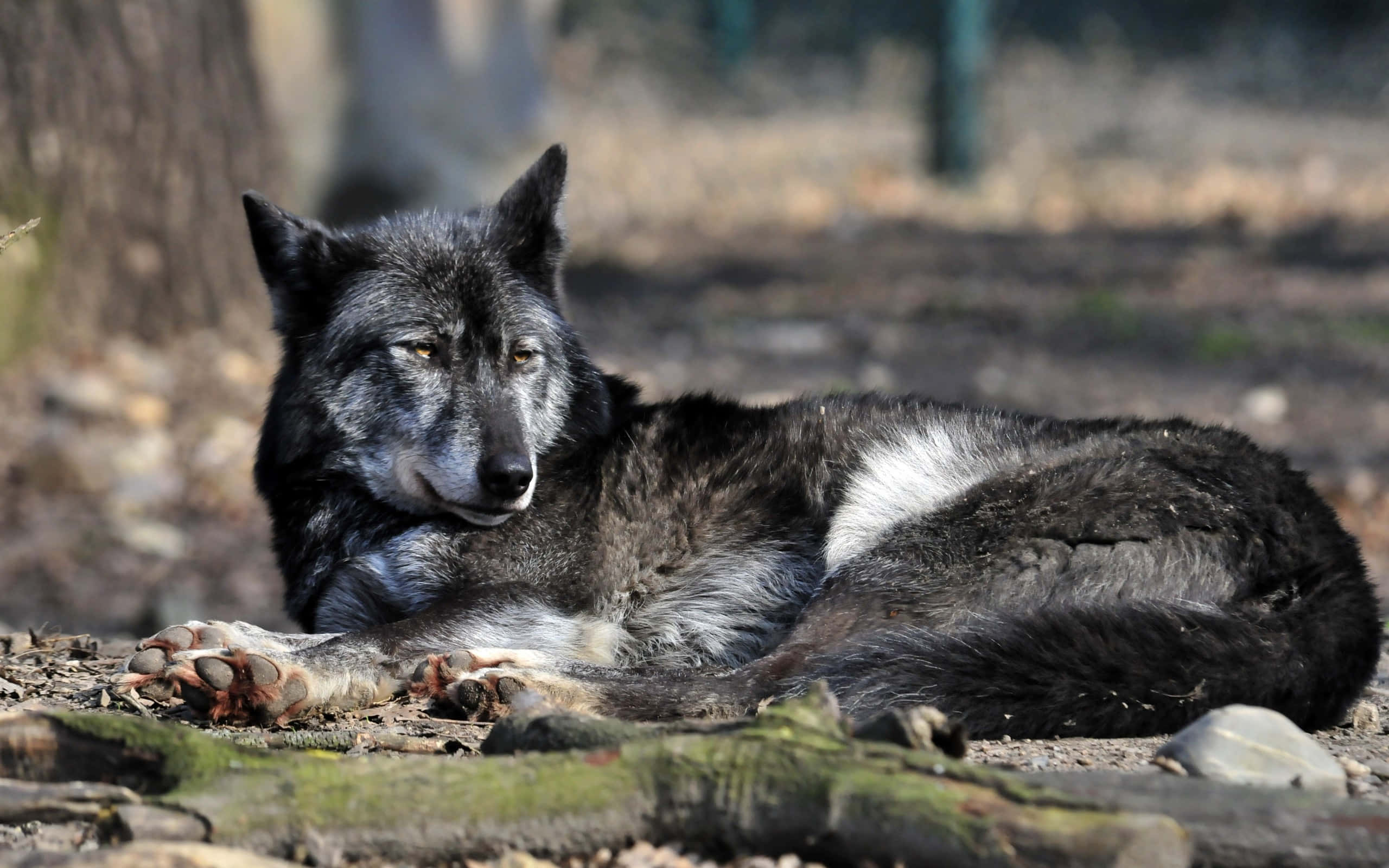 Wolf In Summer, gray wolf, forest floor, 2K Desktop Wallpaper