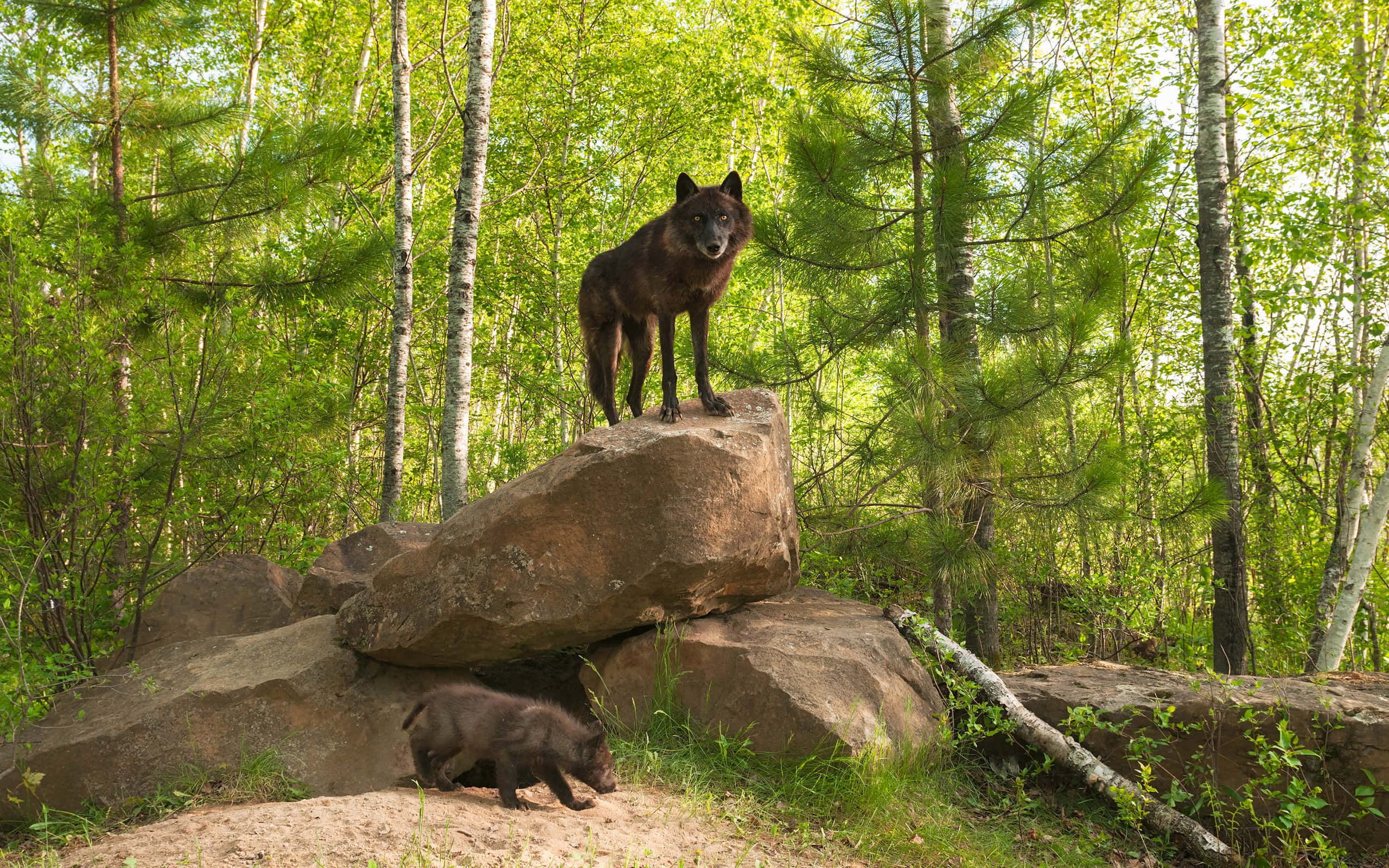 Wolf In Summer, mossy rock, sunlit forest, 2K Desktop Wallpaper