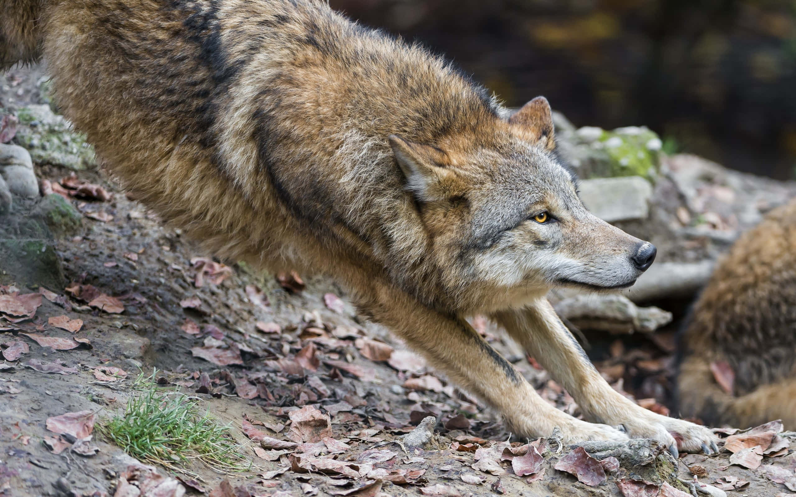 Wolf In Summer, forest floor, fallen leaves, 2K Desktop Wallpaper