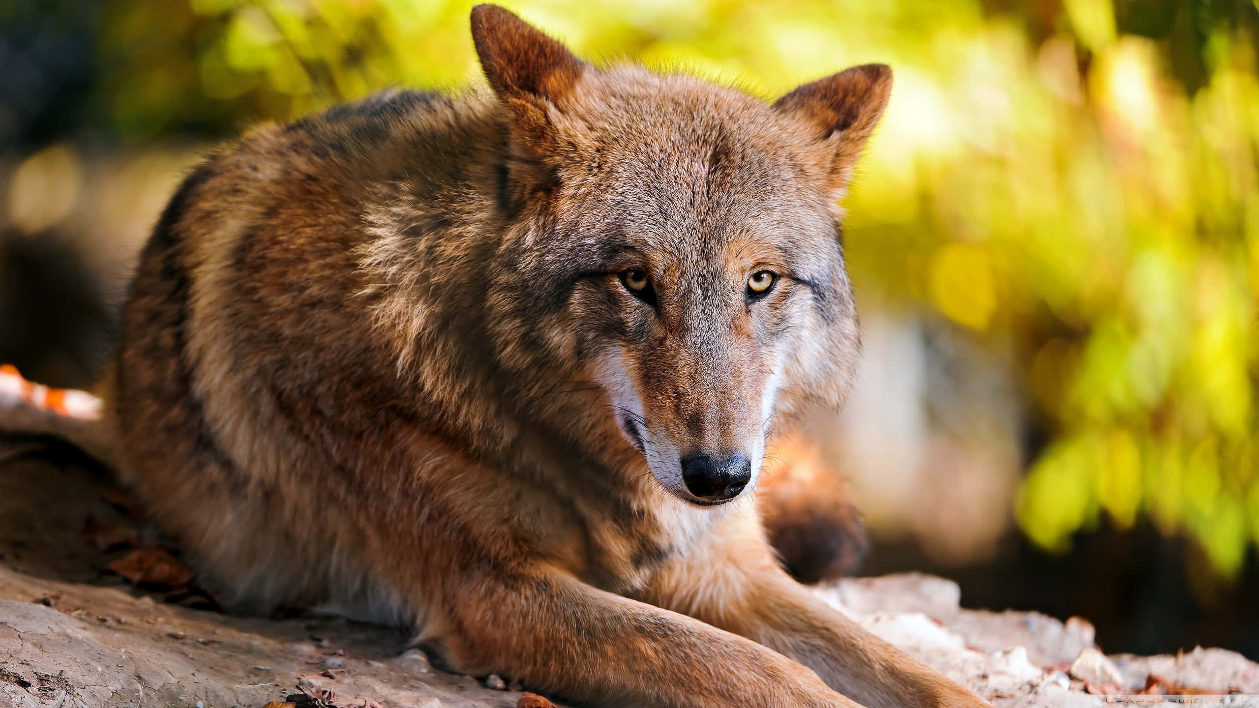 wolf in summer, vibrant summer landscape, sunlit rock, 2K Desktop Wallpaper