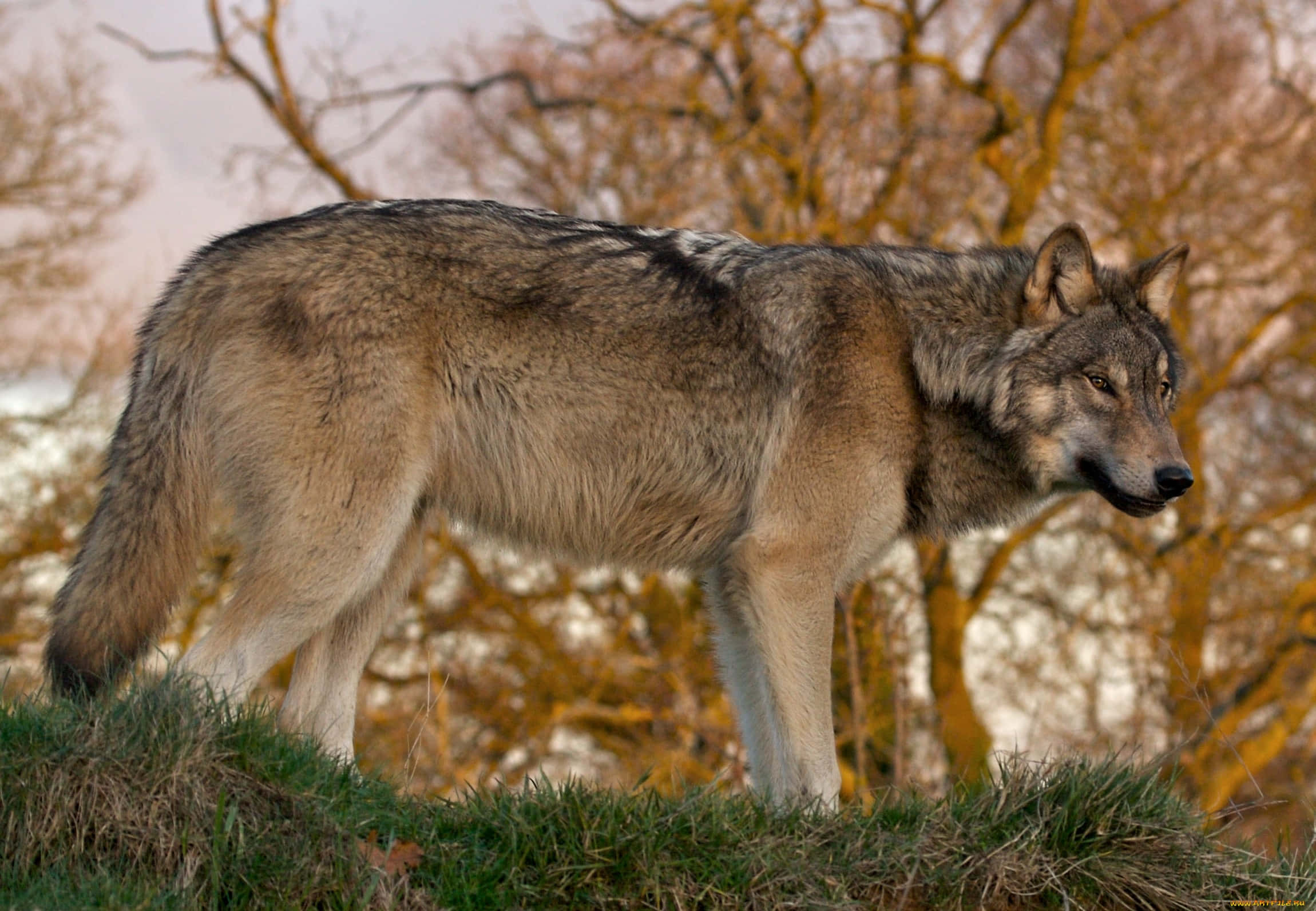 Wolf In Summer, gray wolf, grassy hillside, Full HD Desktop Wallpaper