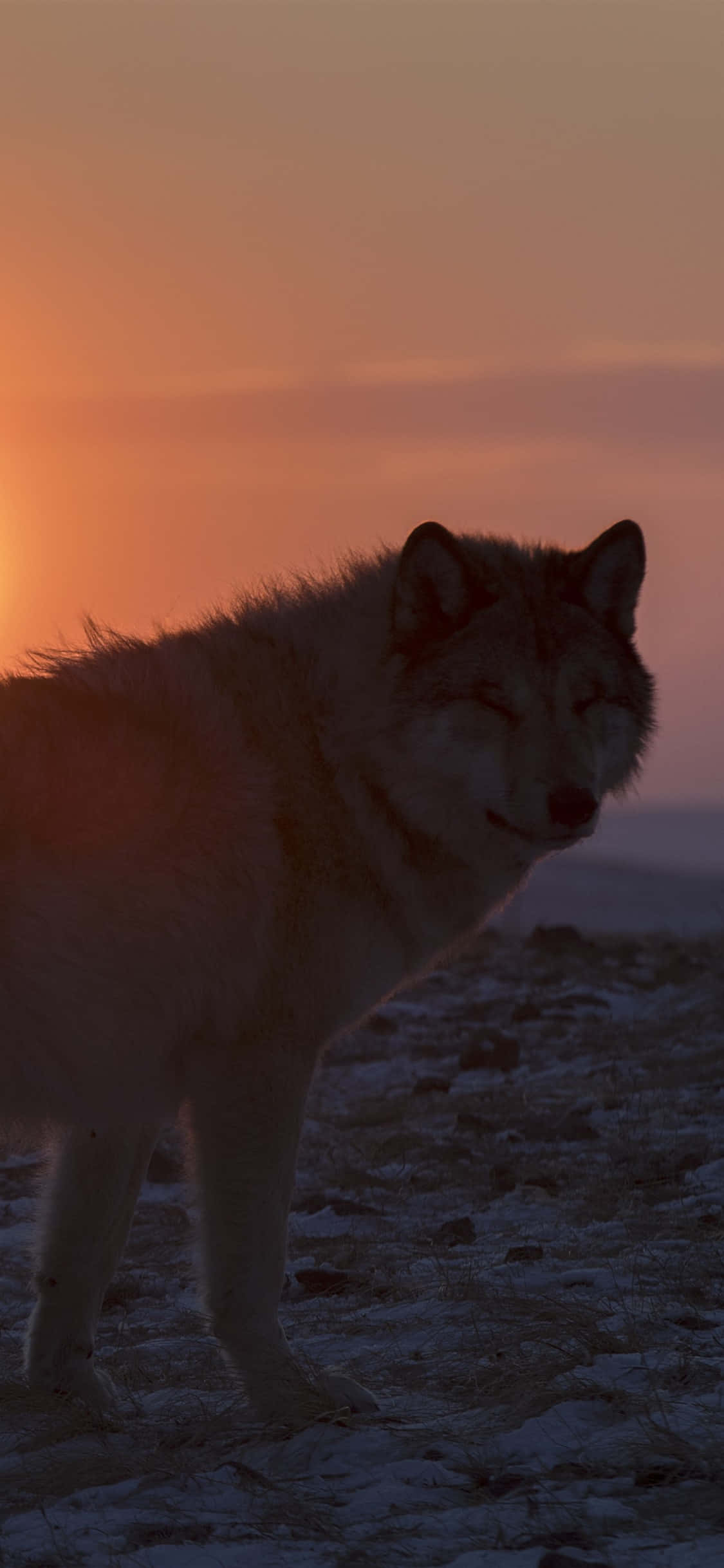 Wolf In Sunset, fiery orange sunset, snowy plain, Full HD Phone Wallpaper