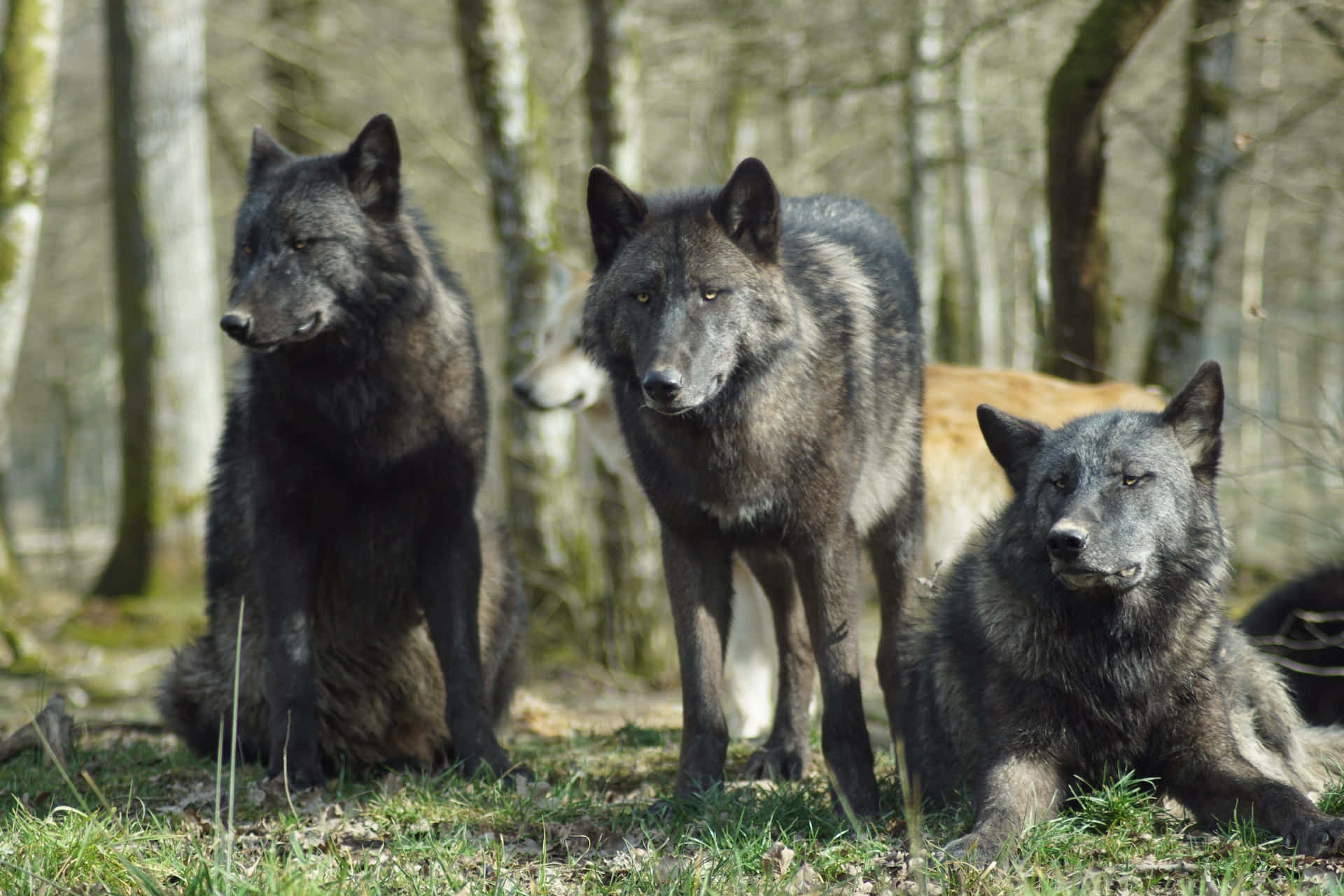 Wolf In Summer, 1920 x 1280, sunlit forest clearing, Full HD Desktop Wallpaper