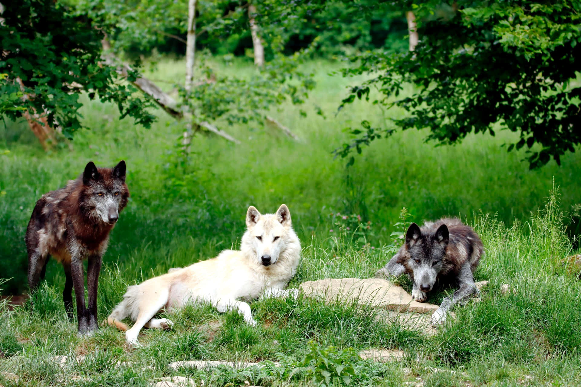 wolf in summer, 1920 x 1280, summer day, Full HD Desktop Wallpaper