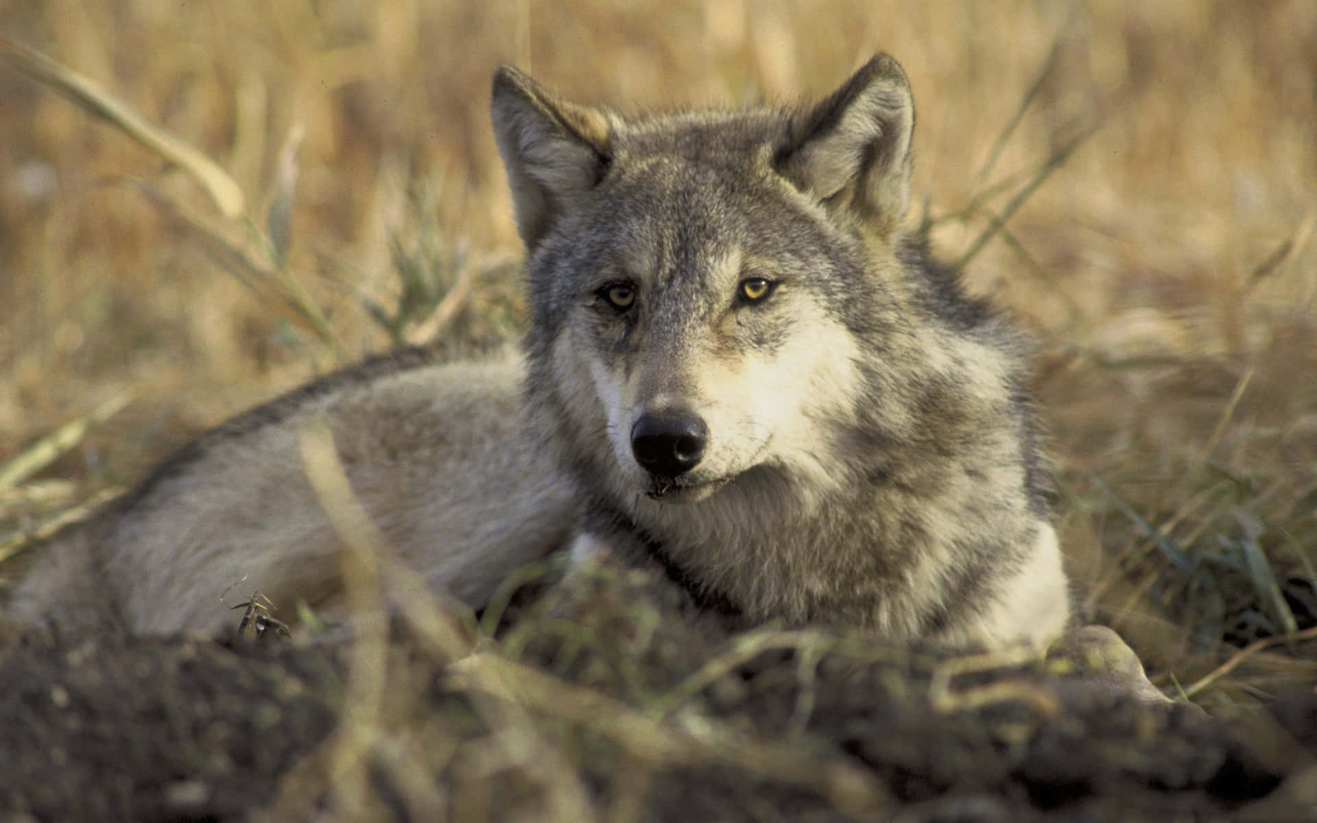 Wolf In Summer, gray wolf, golden grass, Full HD Desktop Wallpaper