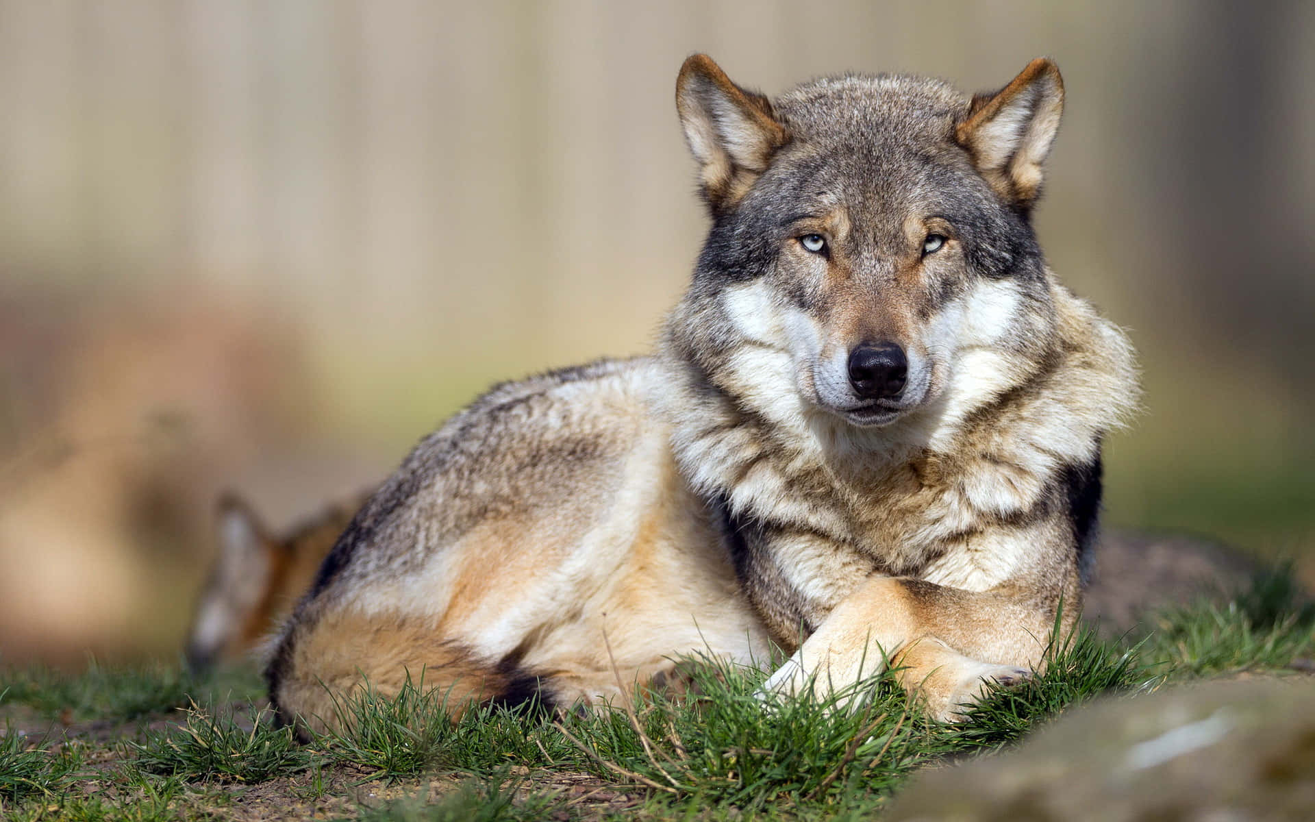 Wolf In Summer, gray wolf, summer forest, Full HD Desktop Wallpaper