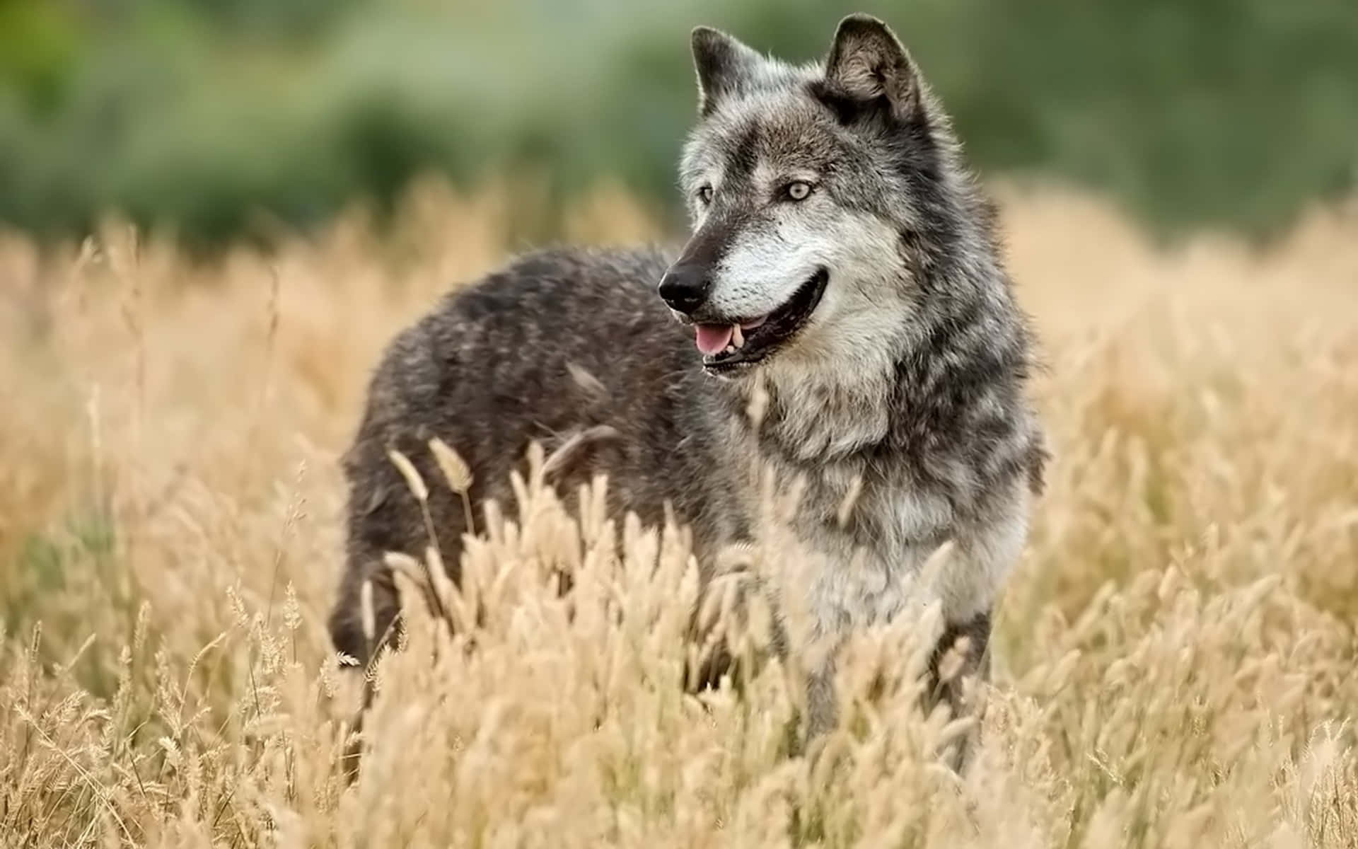 wolf in summer, gray wolf, golden grass, Full HD Desktop Wallpaper