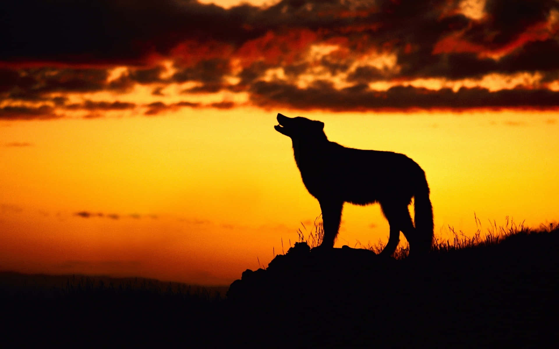 Wolf In Sunset, golden sunset, grassy hill, Full HD Desktop Wallpaper