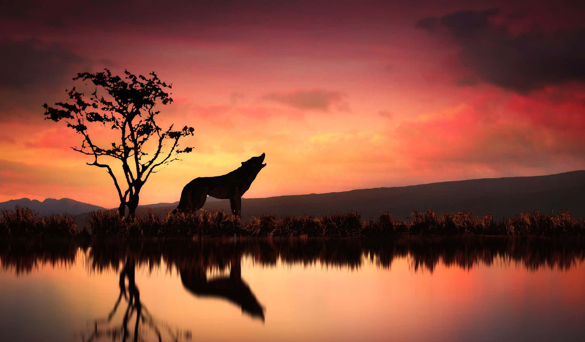 Wolf In Sunset 1975, sunset, golden sunset, Full HD Desktop Wallpaper