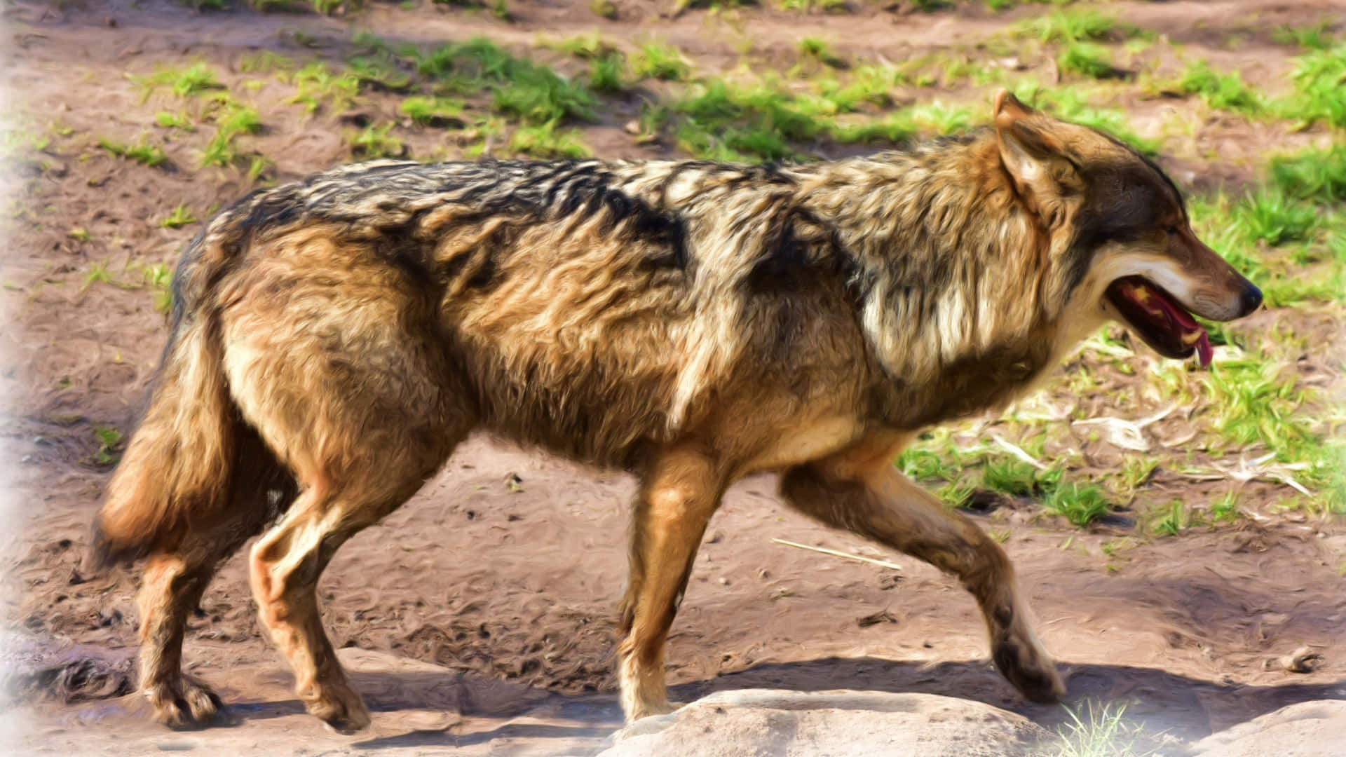 Wolf In Summer, 1920 x 1080, sunlit dirt field, Full HD Desktop Wallpaper