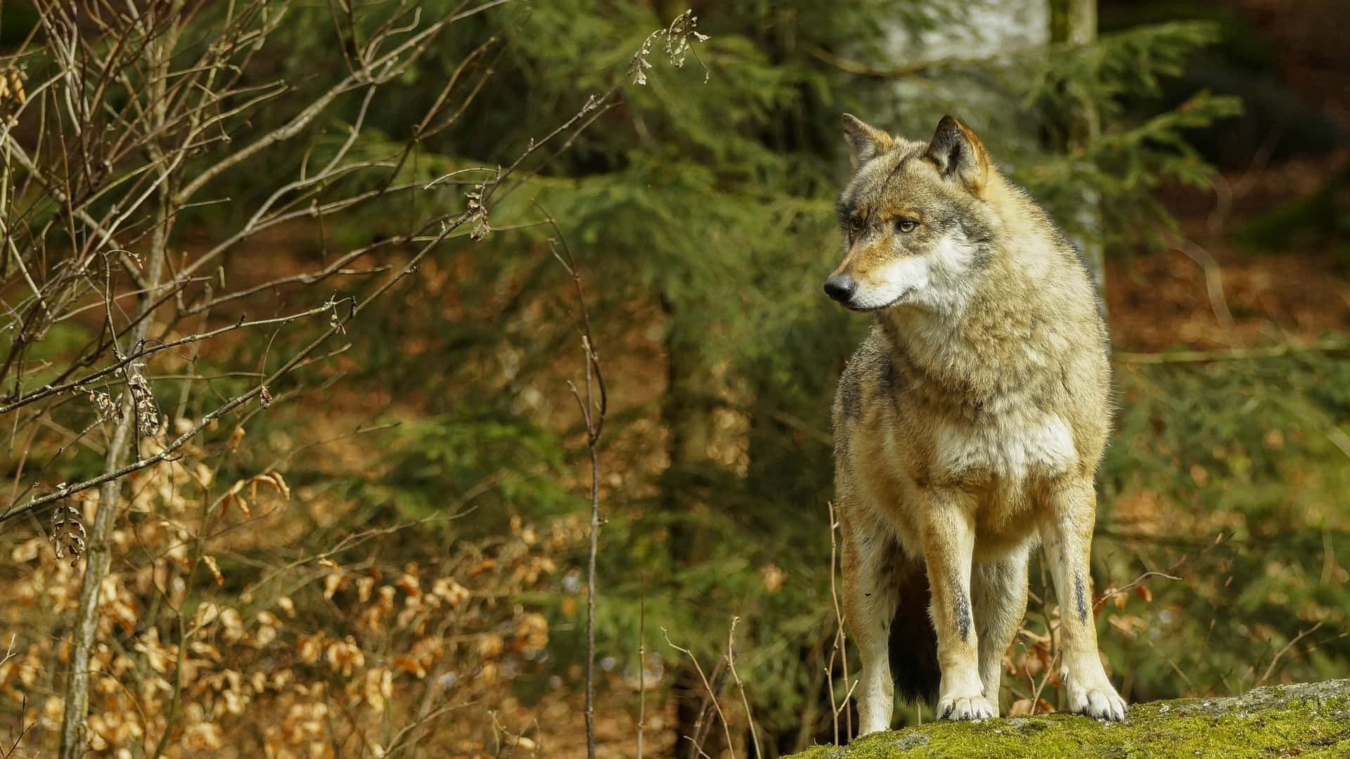 Wolf In Summer, 1920 x 1080, mossy rock, Full HD Desktop Wallpaper