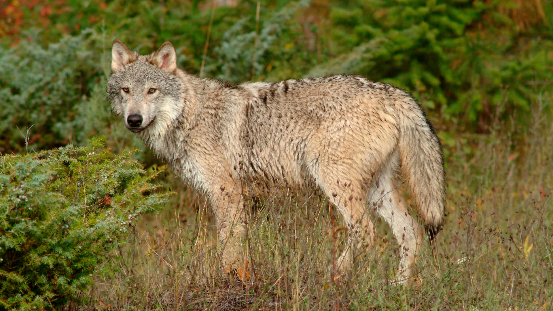 wolf in summer, gray wolf, lush green forest, Full HD Desktop Wallpaper