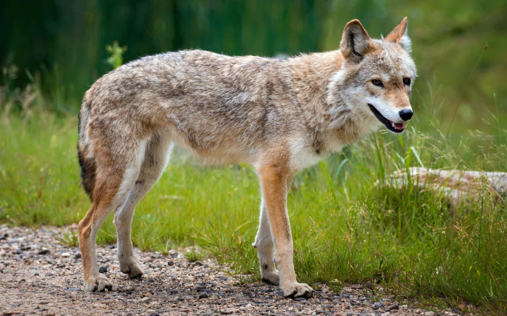 gray wolf, gravel path, lush green grass, HD Desktop Wallpaper