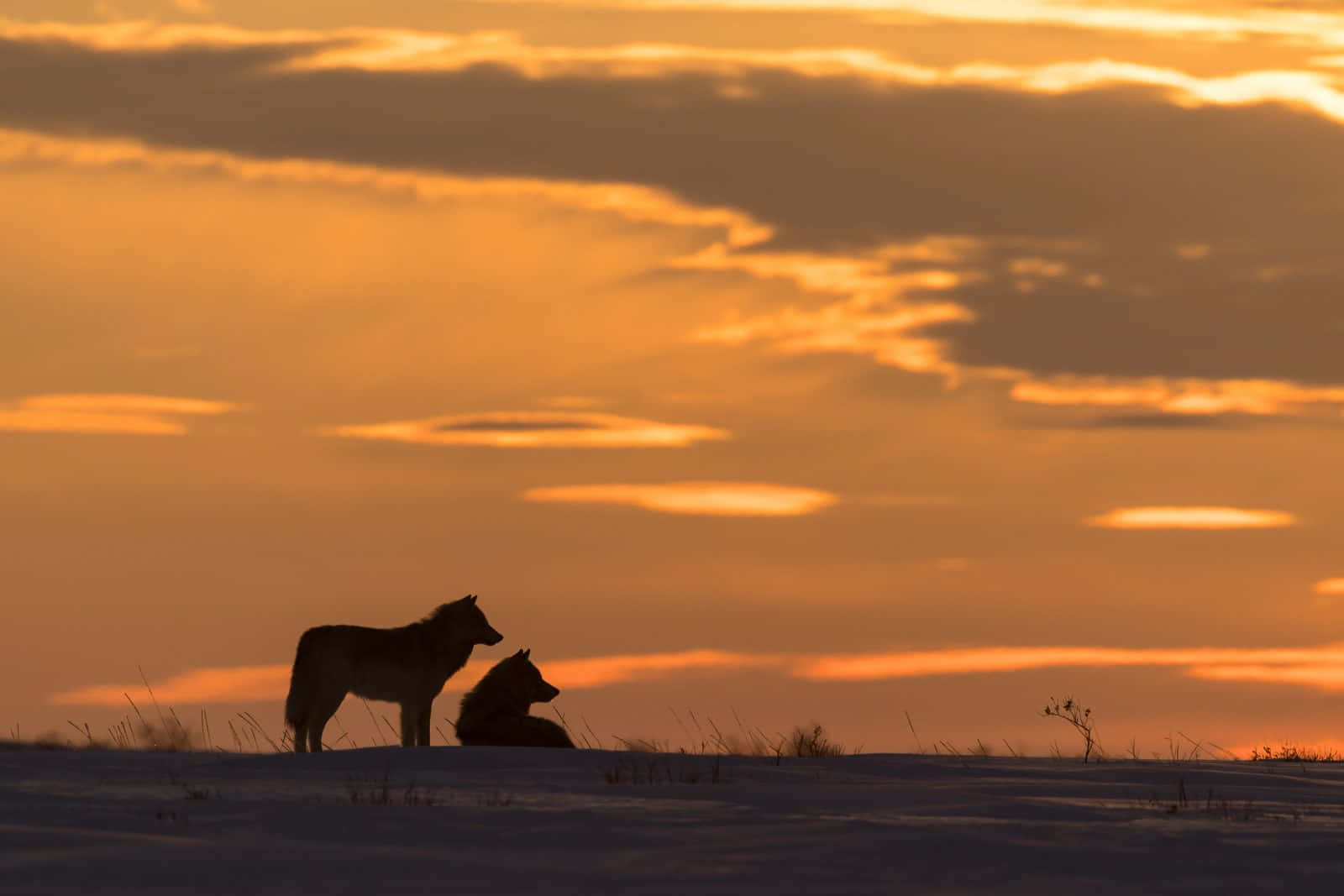 wolf, sunset, fiery orange sunset sky, HD Desktop Wallpaper