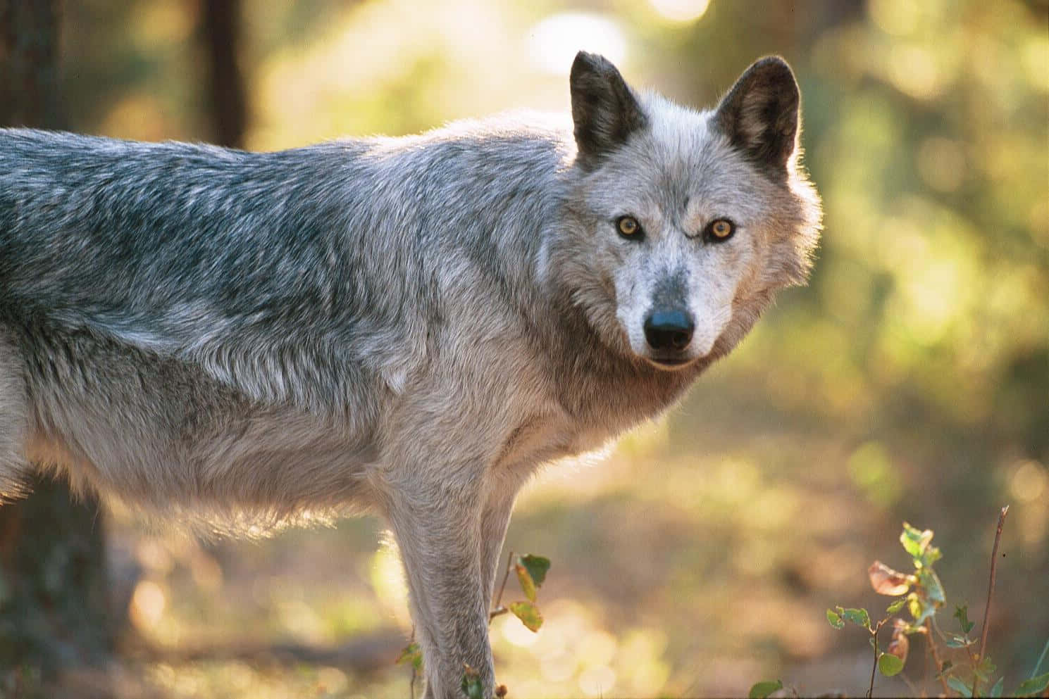 Wolf In Summer, gray wolf, sunlit forest, HD Desktop Wallpaper