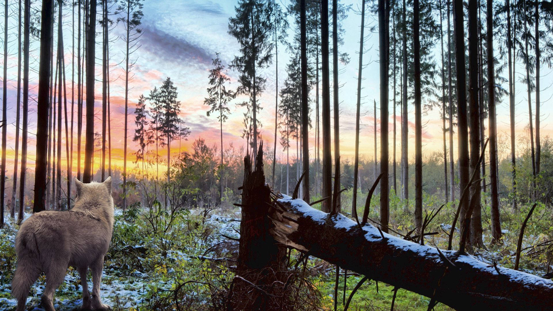 wolf, forest, sunset, Full HD Desktop Wallpaper