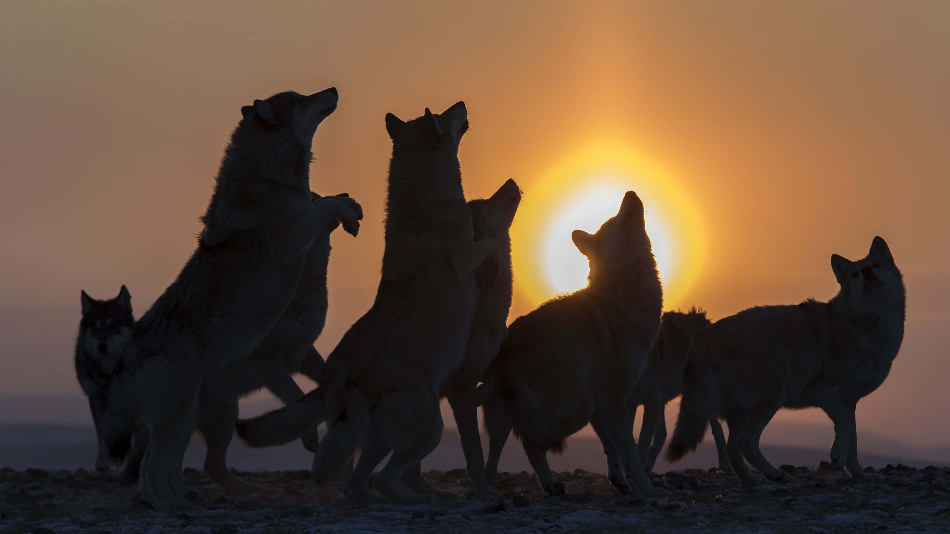 Wolf In Sunset, golden sunset, silhouetted wolves, 4K Desktop Wallpaper