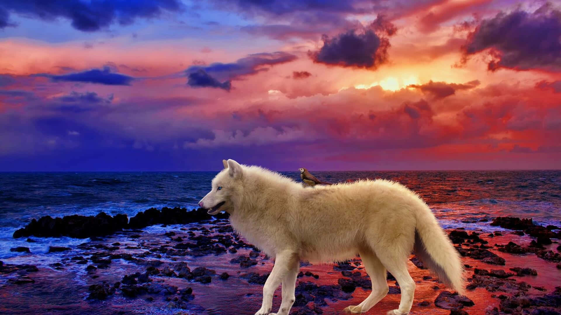 Wolf In Sunset, white wolf, rocky shore, Full HD Desktop Wallpaper
