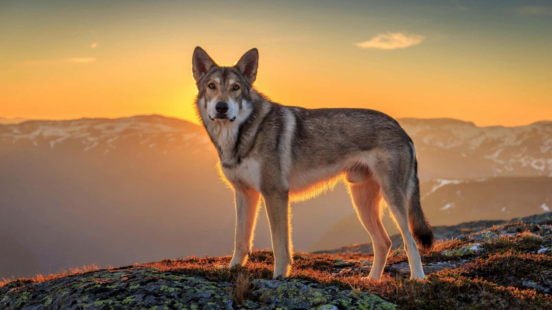 Wolf In Sunset, golden sunset, mossy mountain ridge, Full HD Desktop Wallpaper