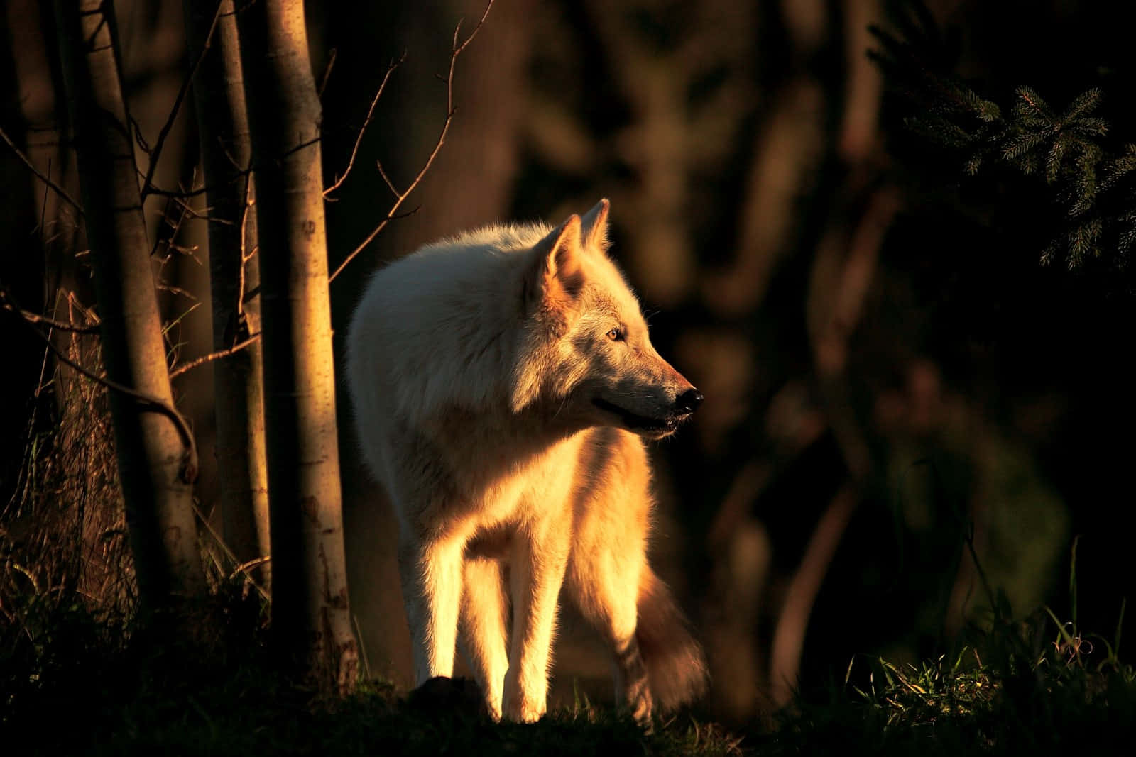 Wolf In Sunset, white wolf, golden sunset, HD Desktop Wallpaper
