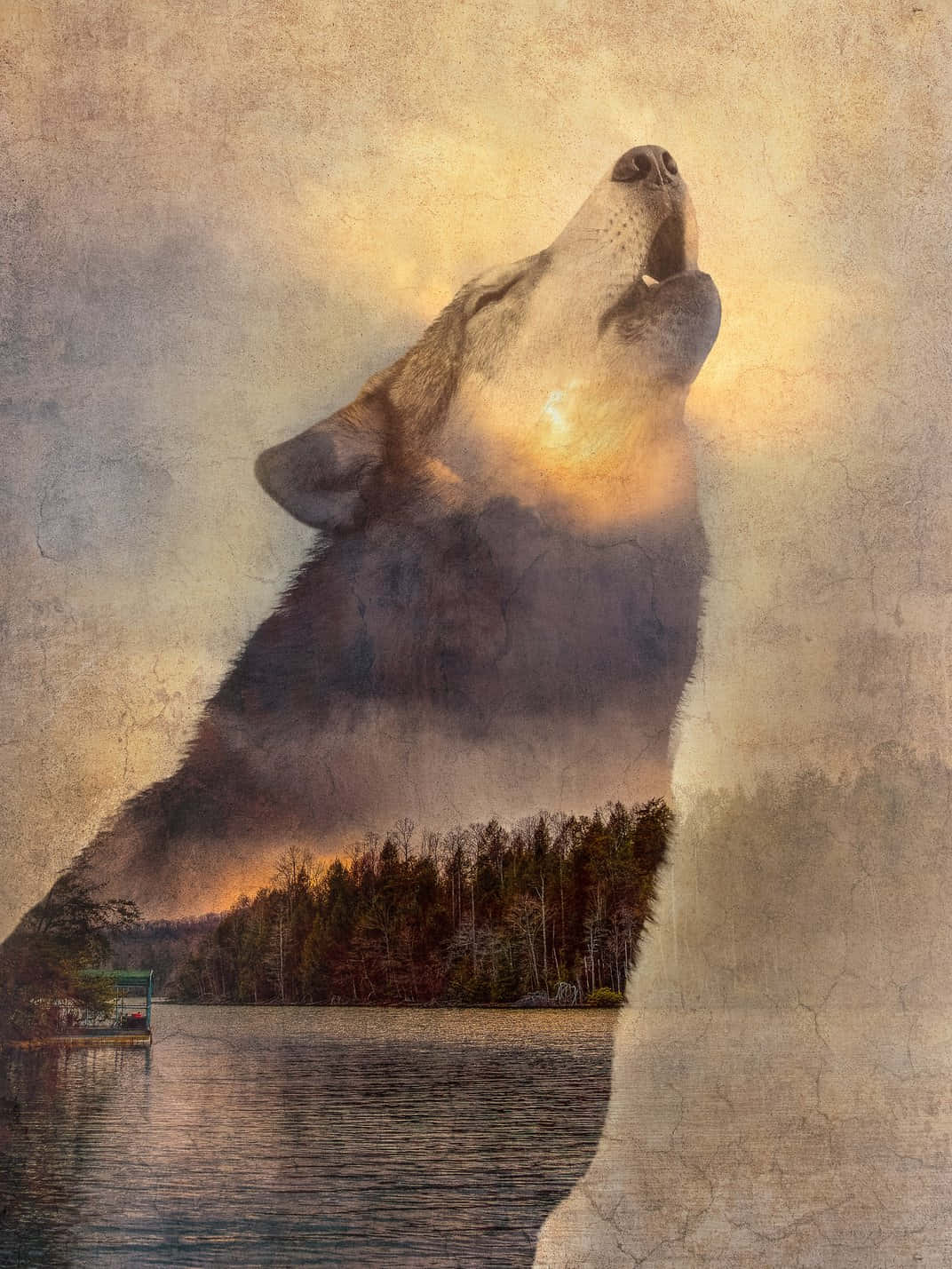 Wolf In Sunset, golden light, serene lake, HD Phone Wallpaper