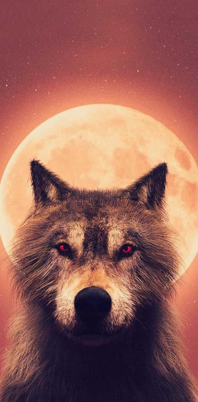 Wolf In Sunset, vibrant sunset, glowing red eyes, HD Phone Wallpaper