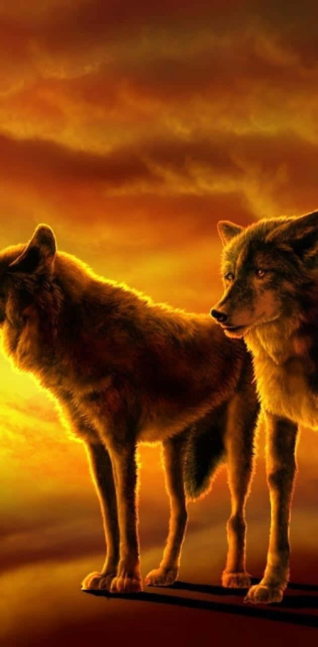 wolf, sunset, firey orange sky, HD Phone Wallpaper